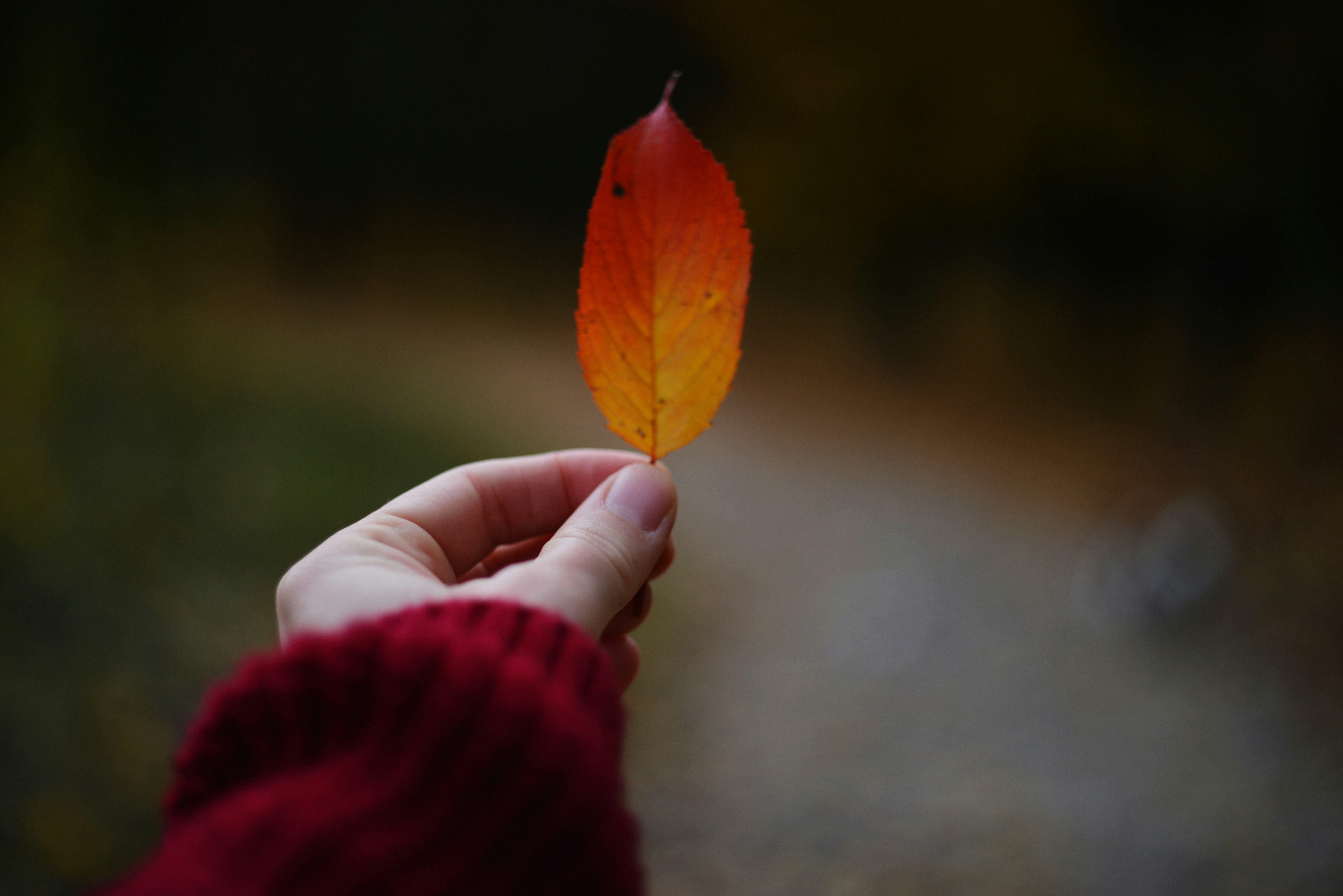 Photo by cherstve_pechivo