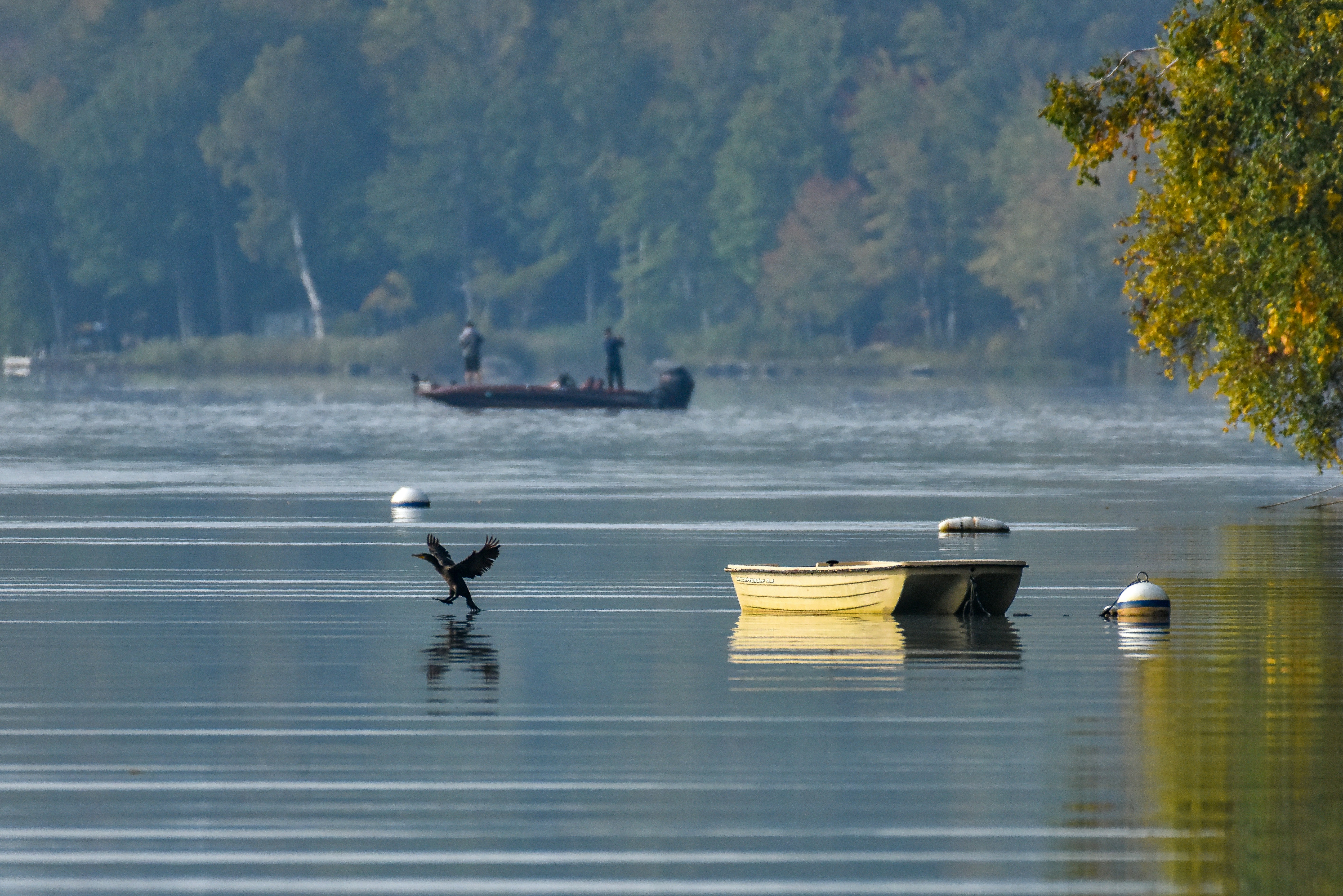 A boat floating on top of a lake next to a forest