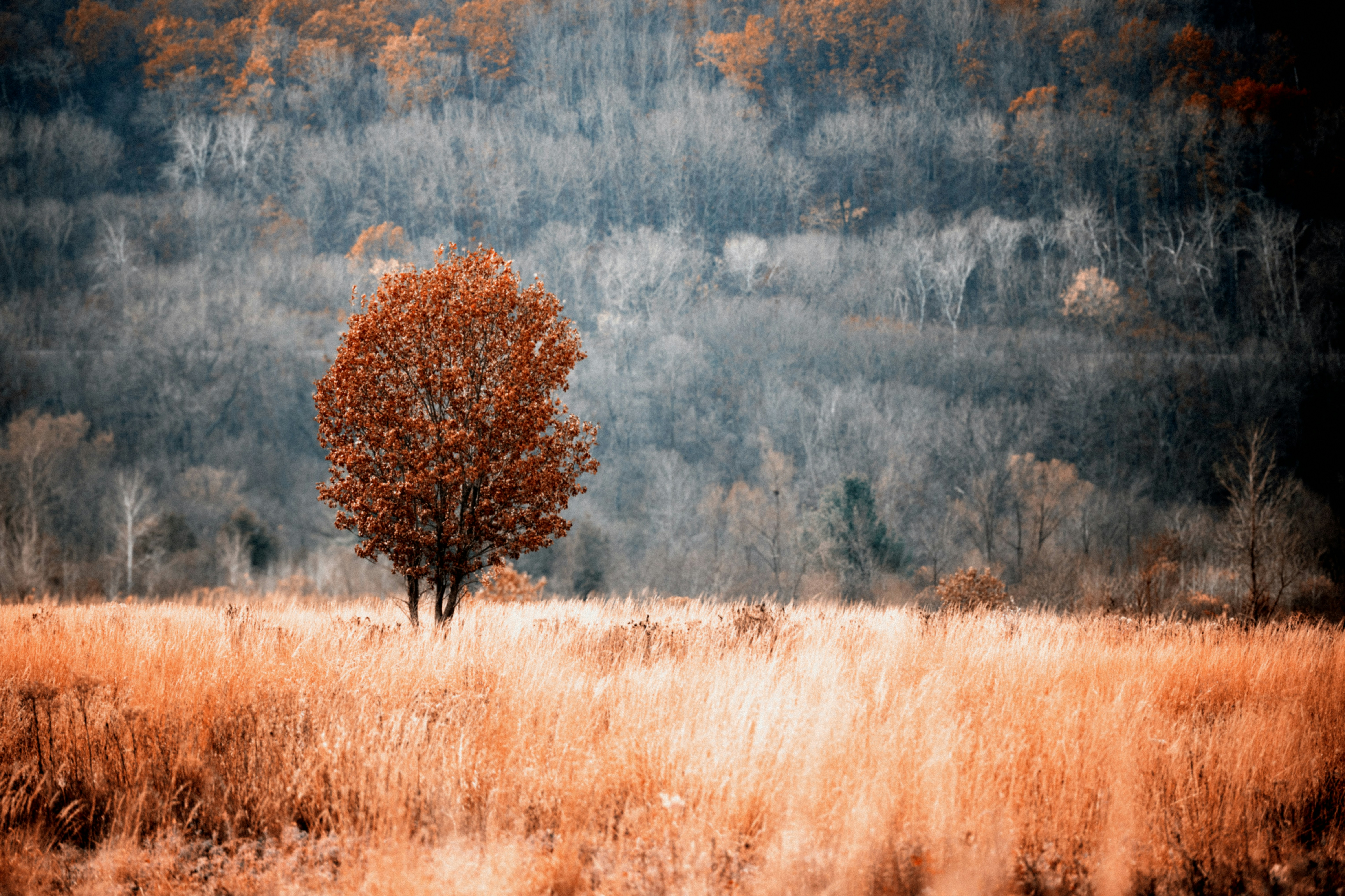 A lone tree in a field with a mountain in the background