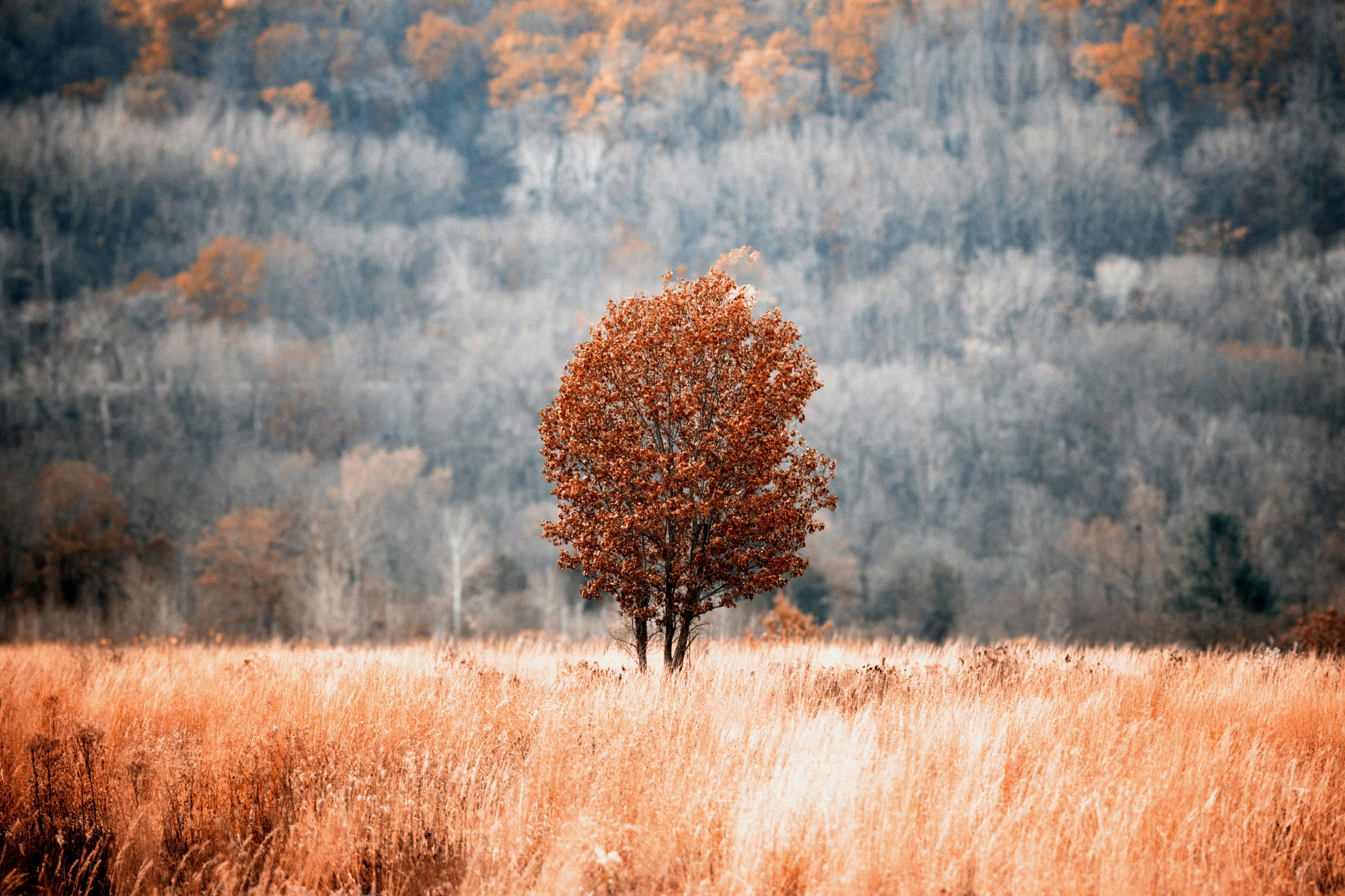 A lone tree in a field with a mountain in the background