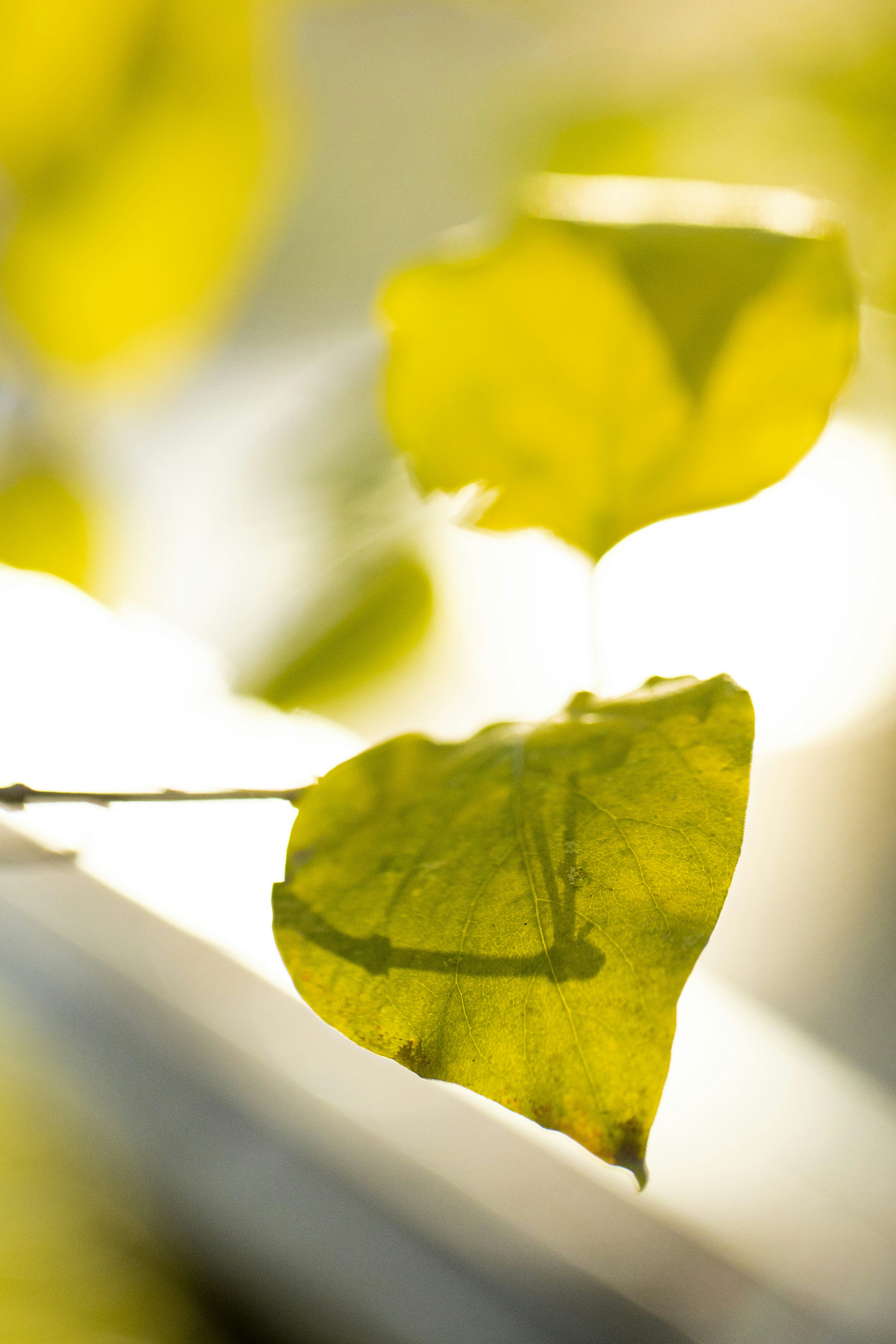 Photo by stef_enheart