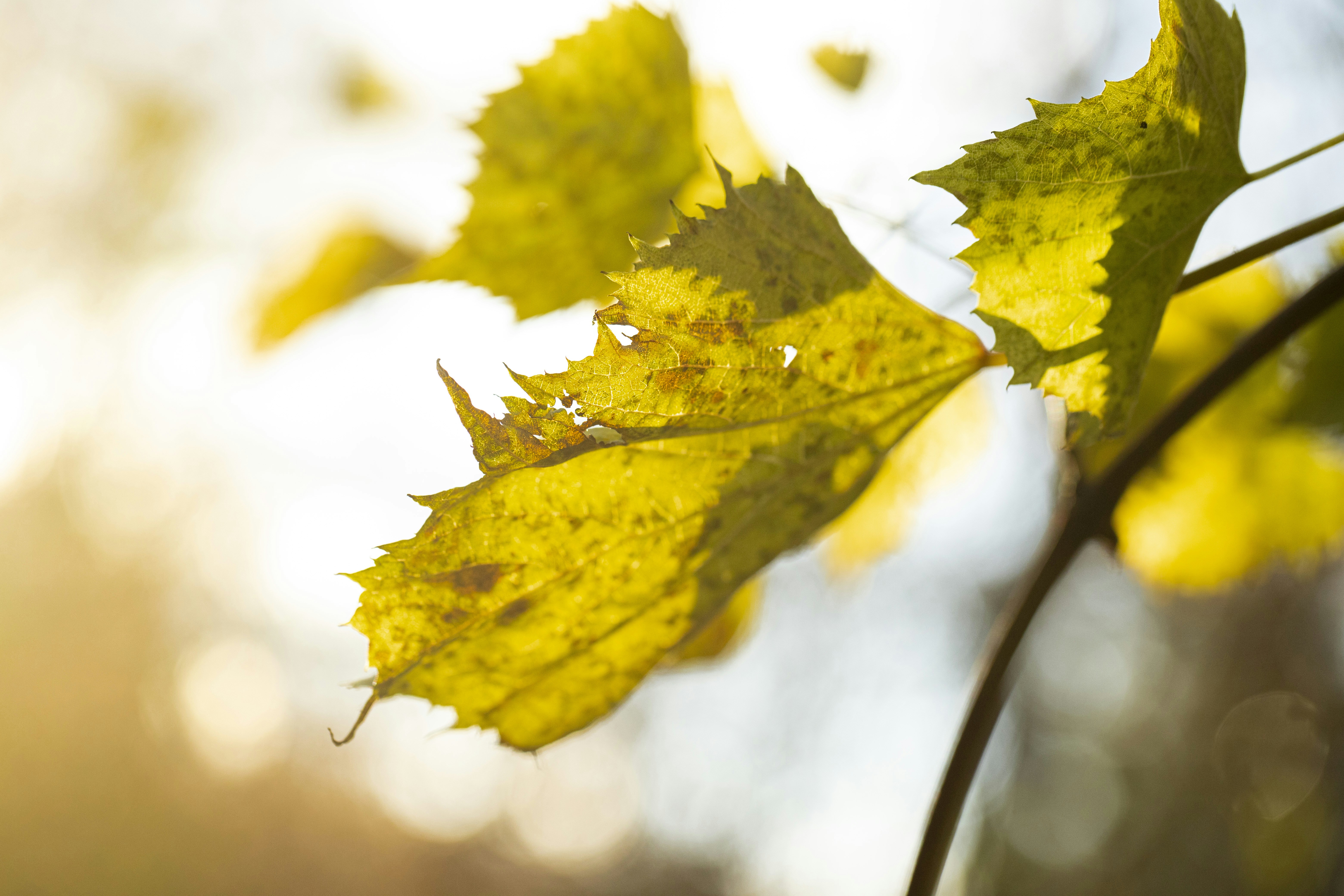 Photo by stef_enheart