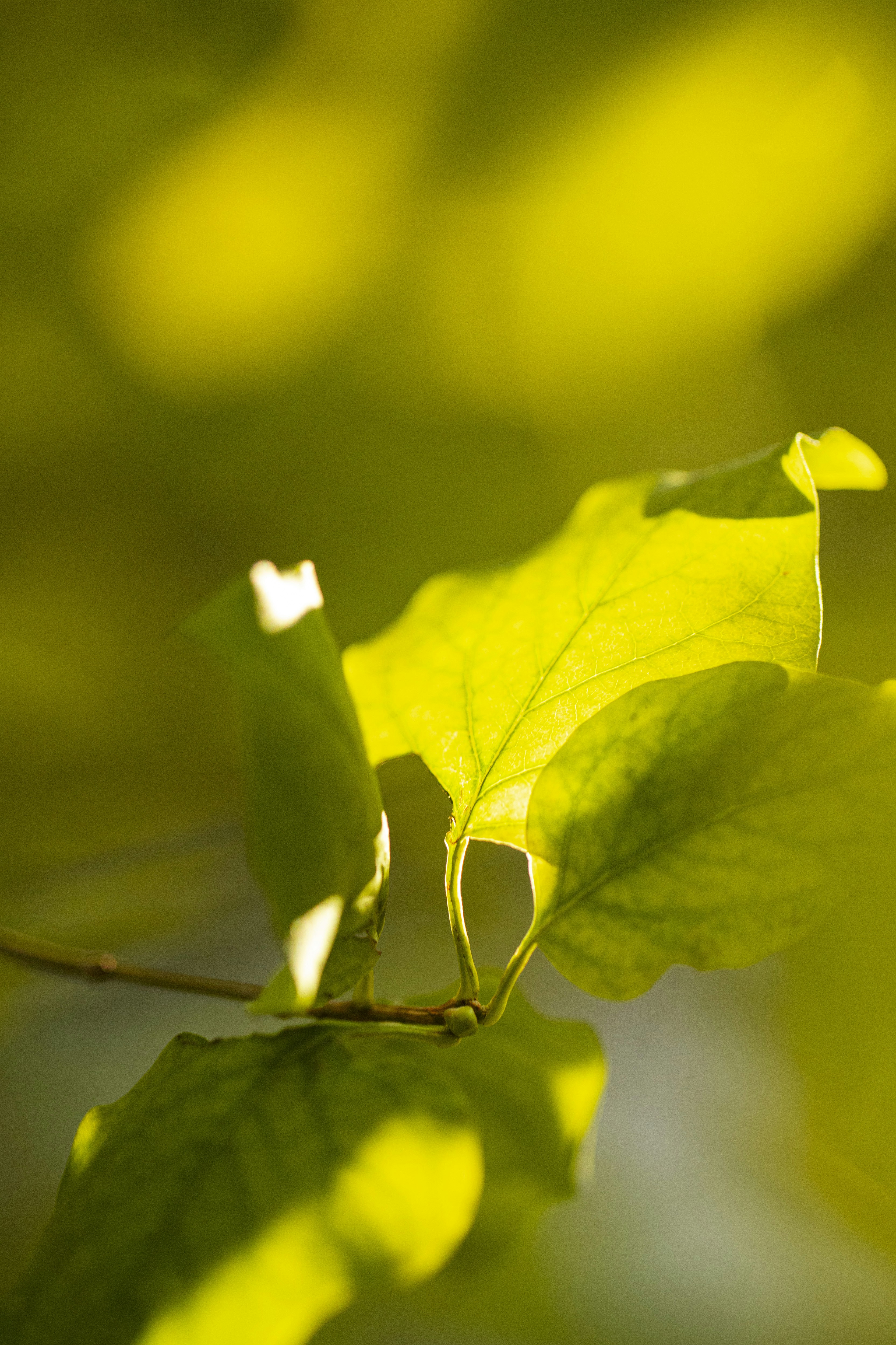 Photo by stef_enheart