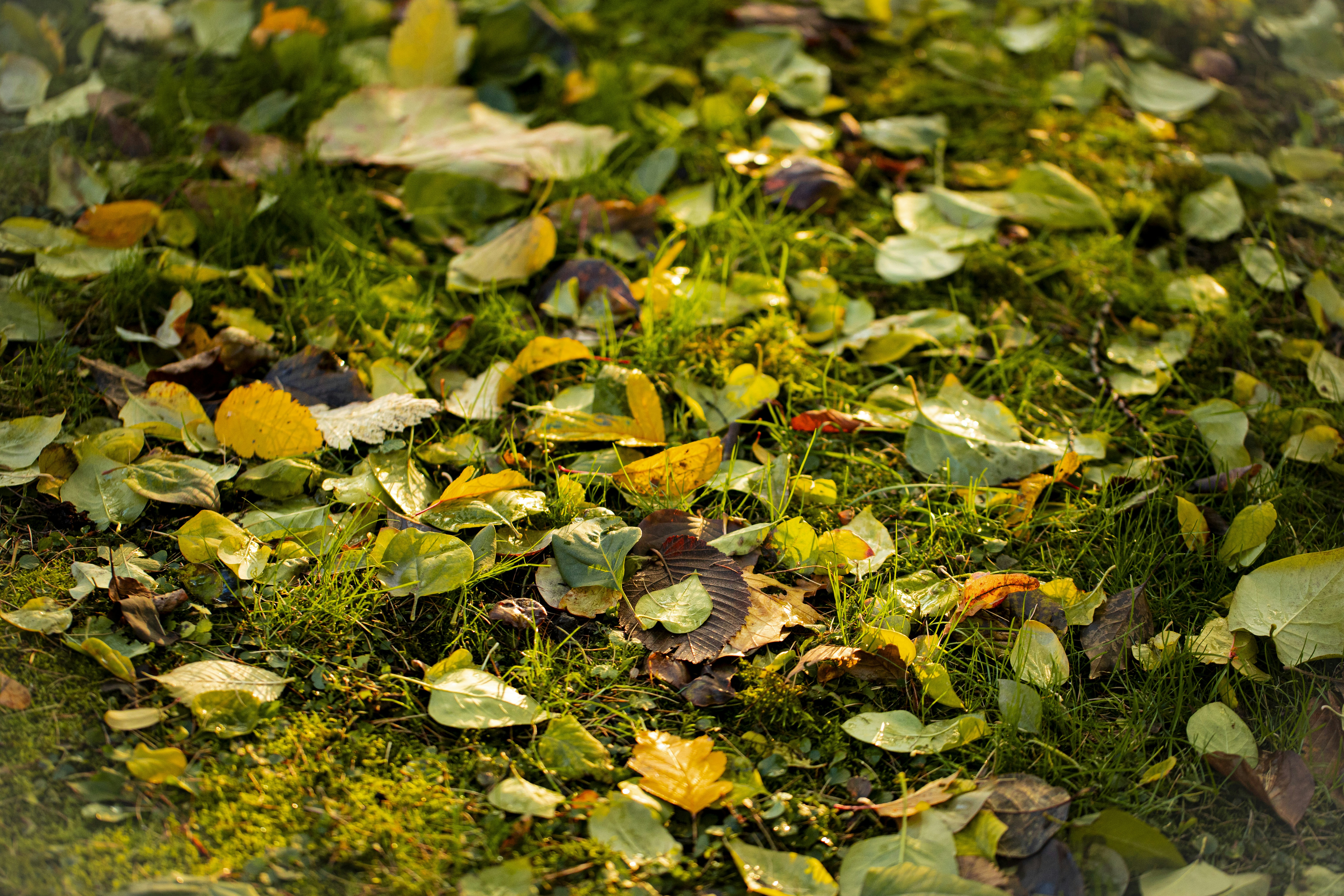 Photo by stef_enheart