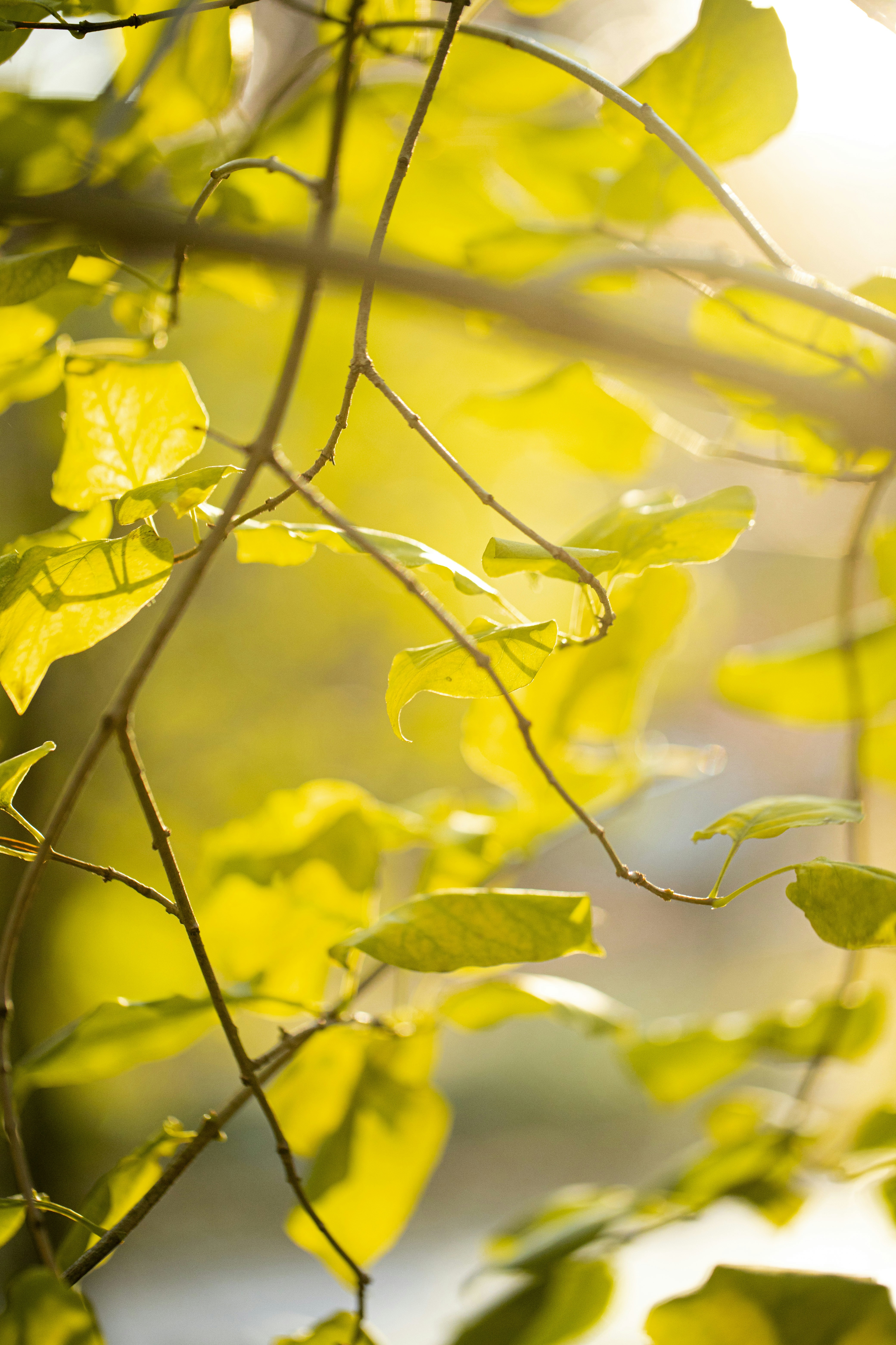 Photo by stef_enheart