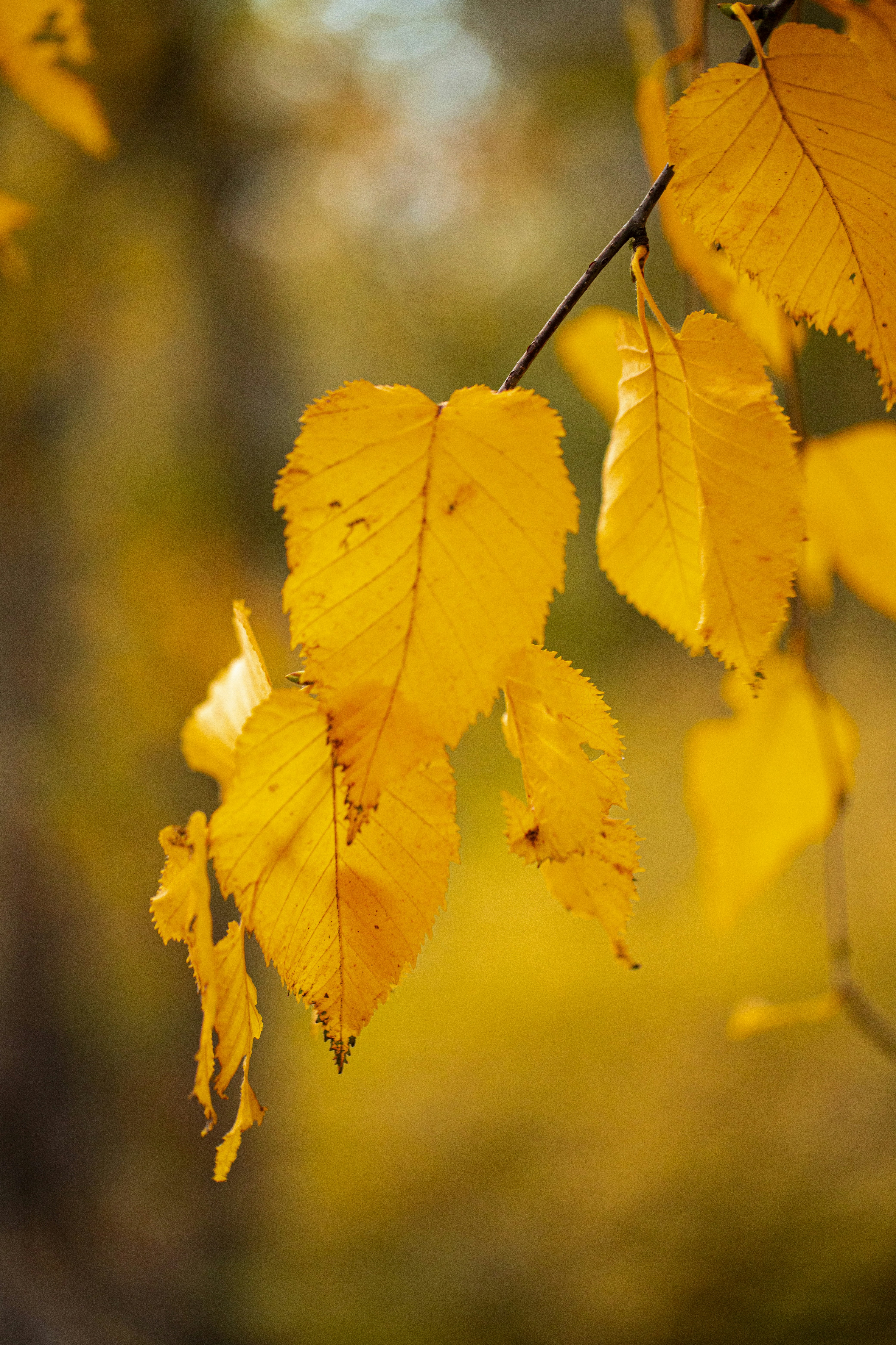 Photo by stef_enheart