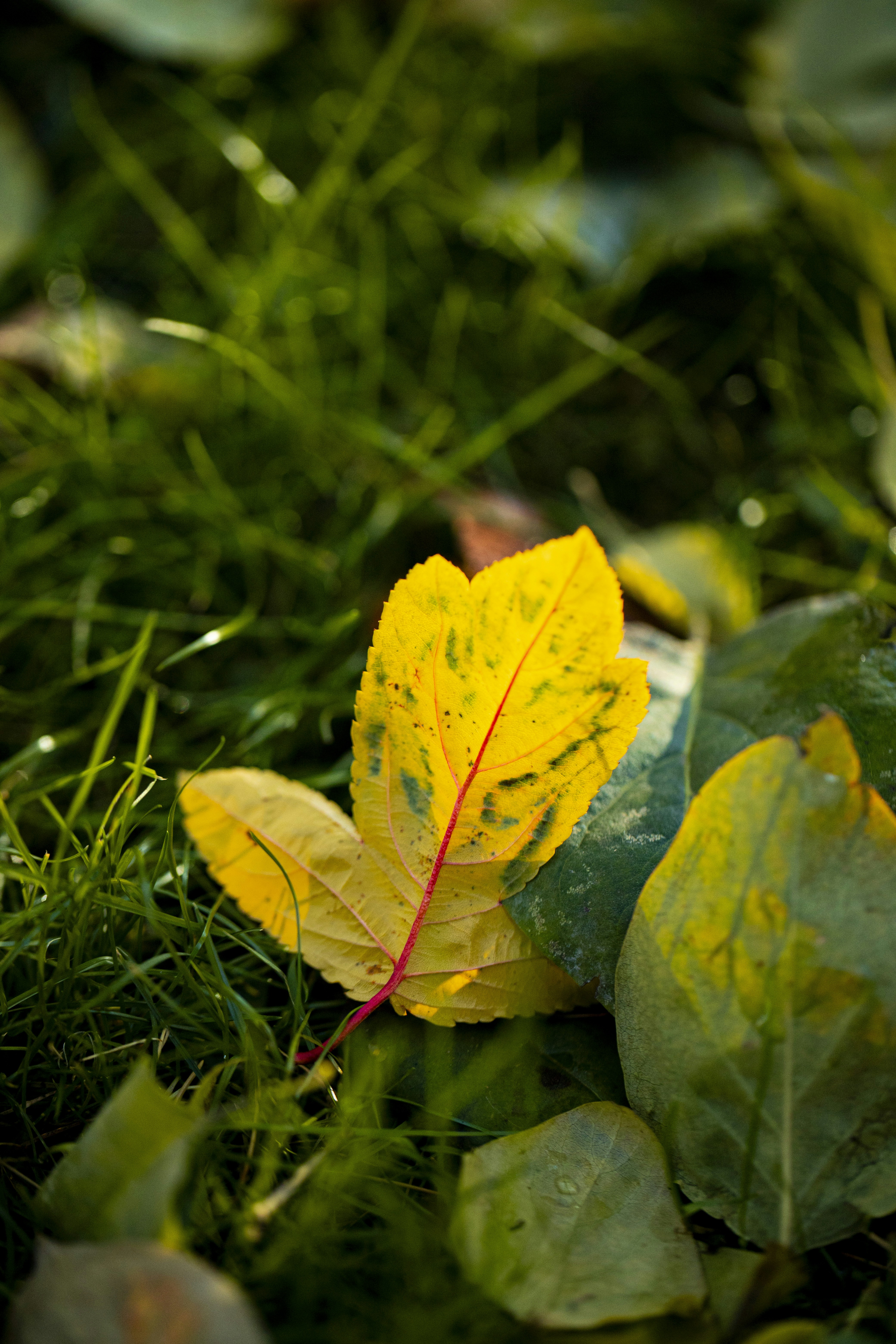 Photo by stef_enheart