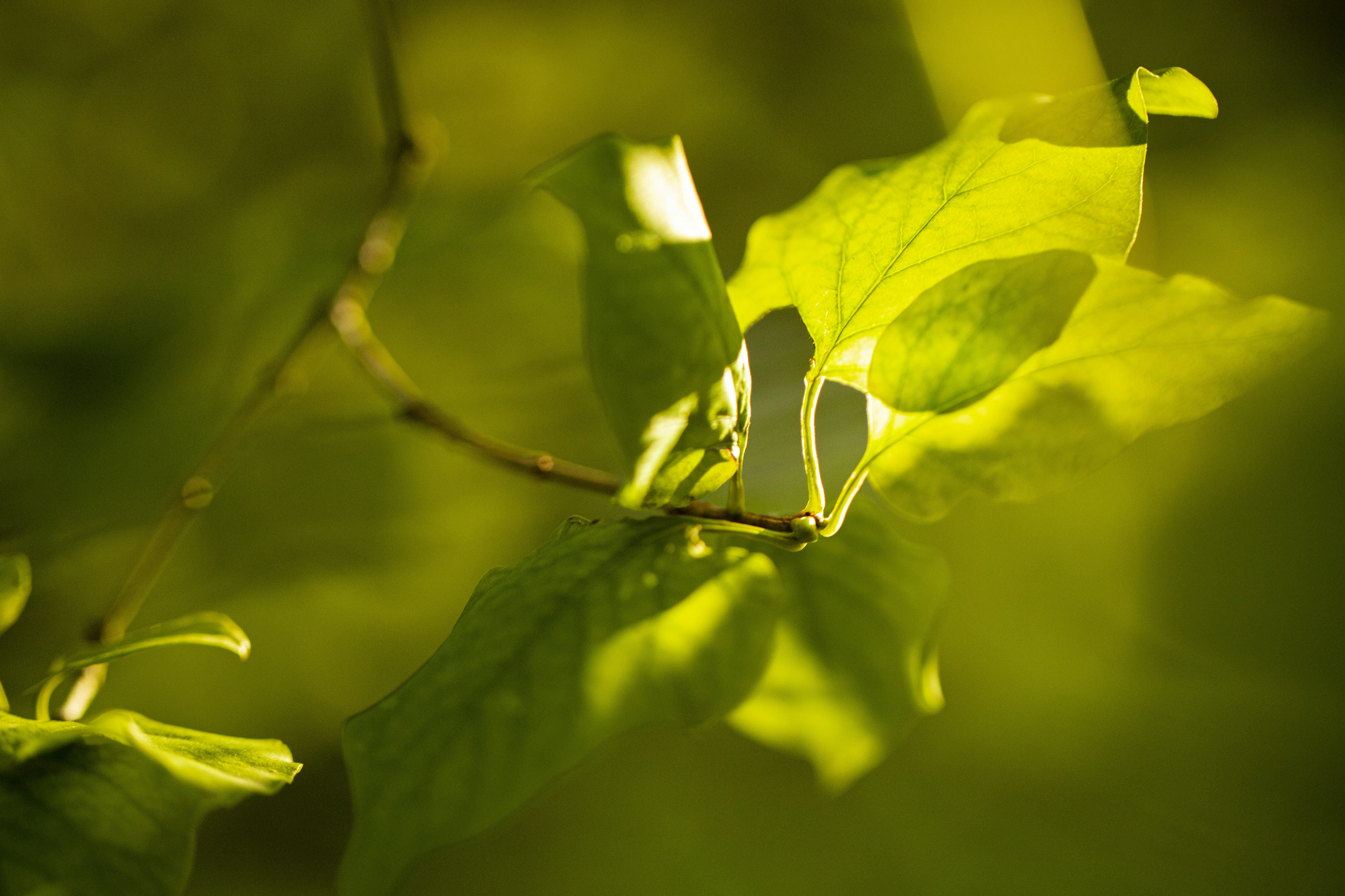 Photo by stef_enheart