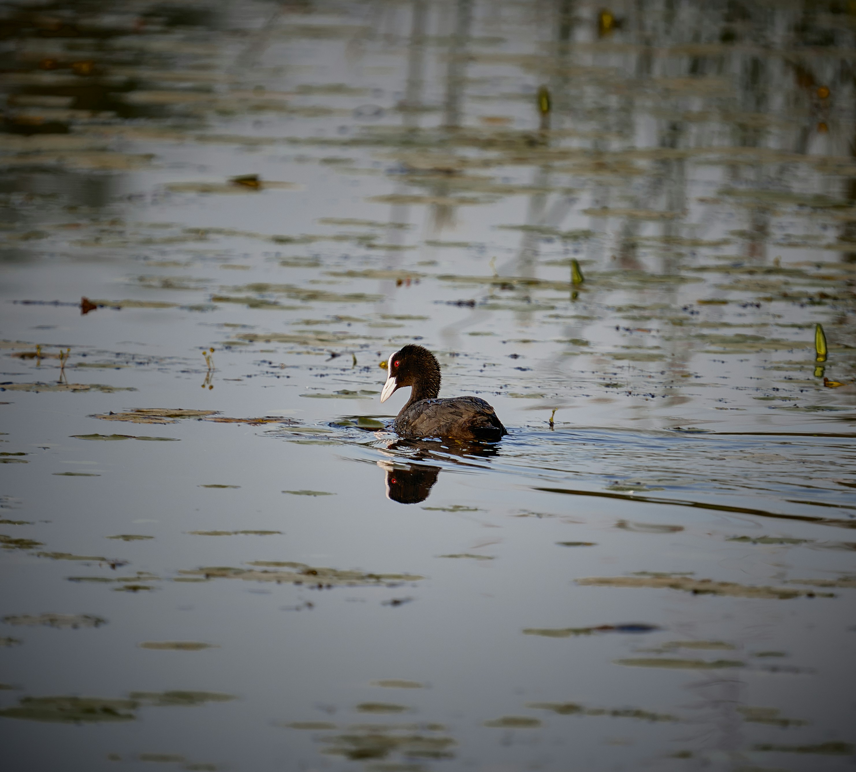 Photo by suicide_chewbacca