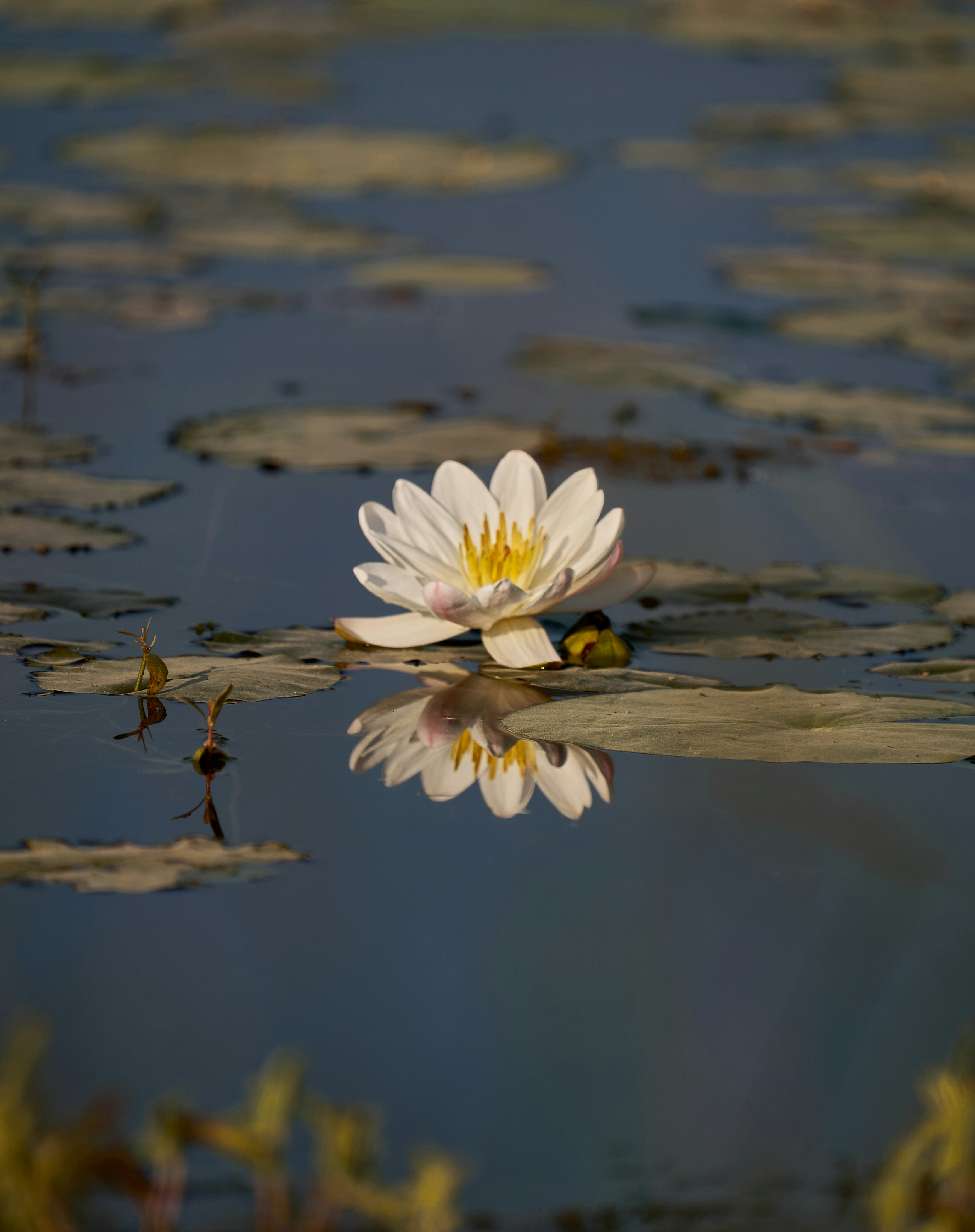 A white flower floating on top of a body of water