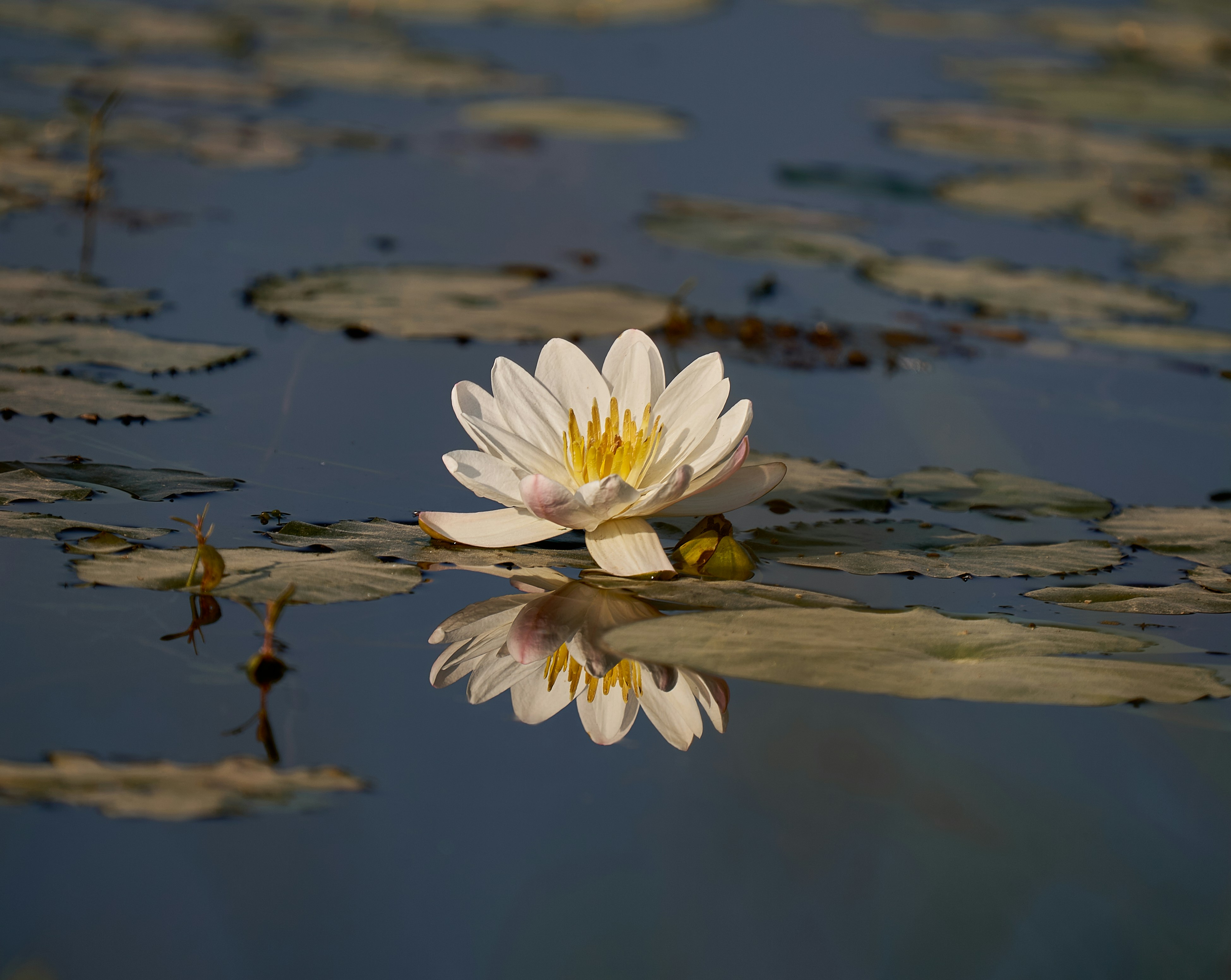 A white flower floating on top of a body of water