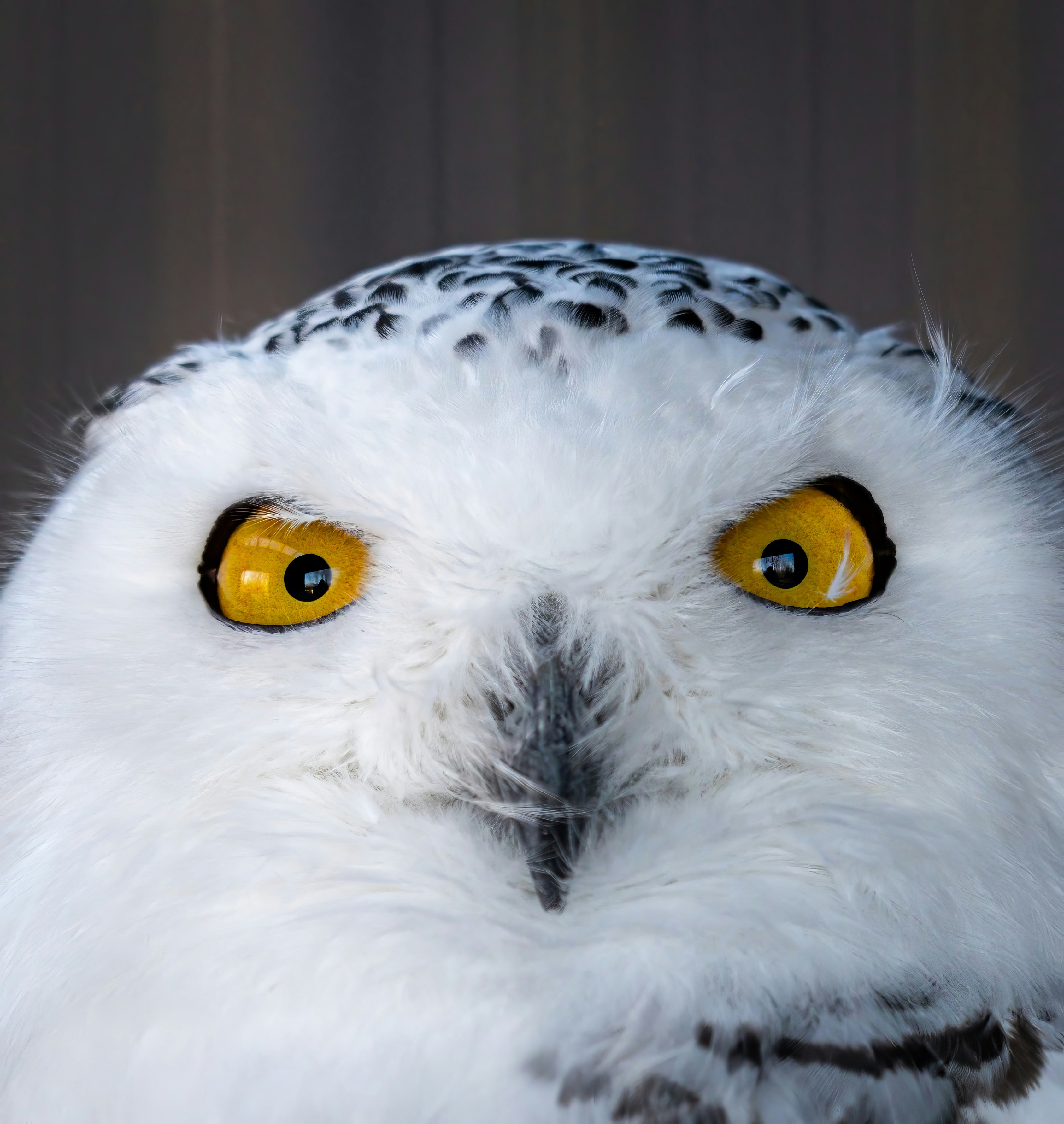 Photo by alexandredaoust