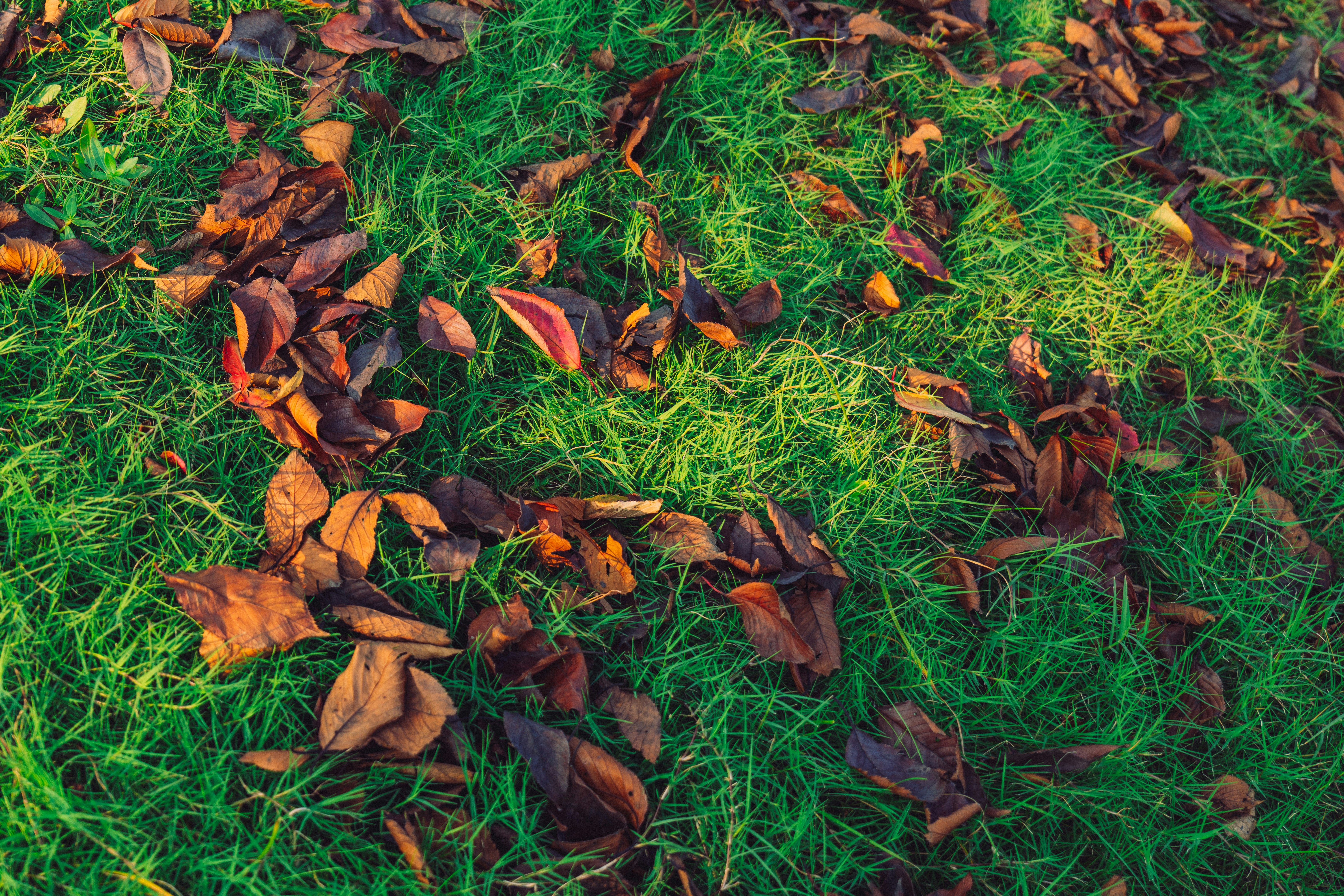 A patch of grass that has fallen leaves on it