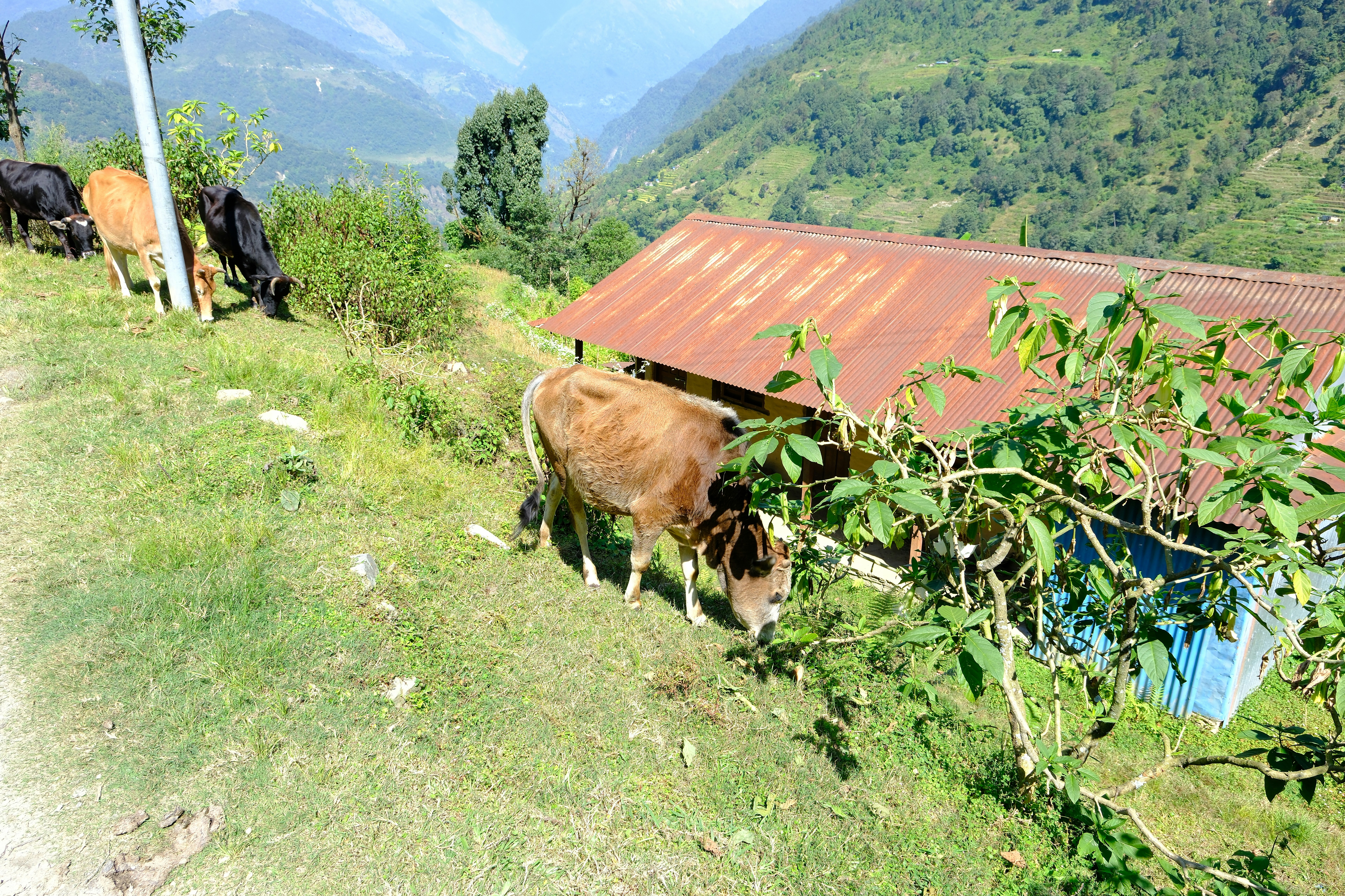 A herd of cattle grazing on a lush green hillside