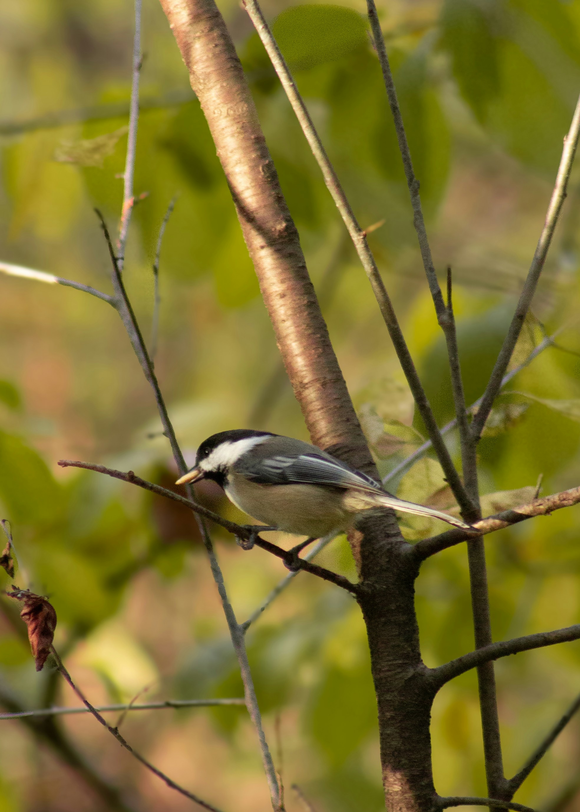 Photo by charlysey278