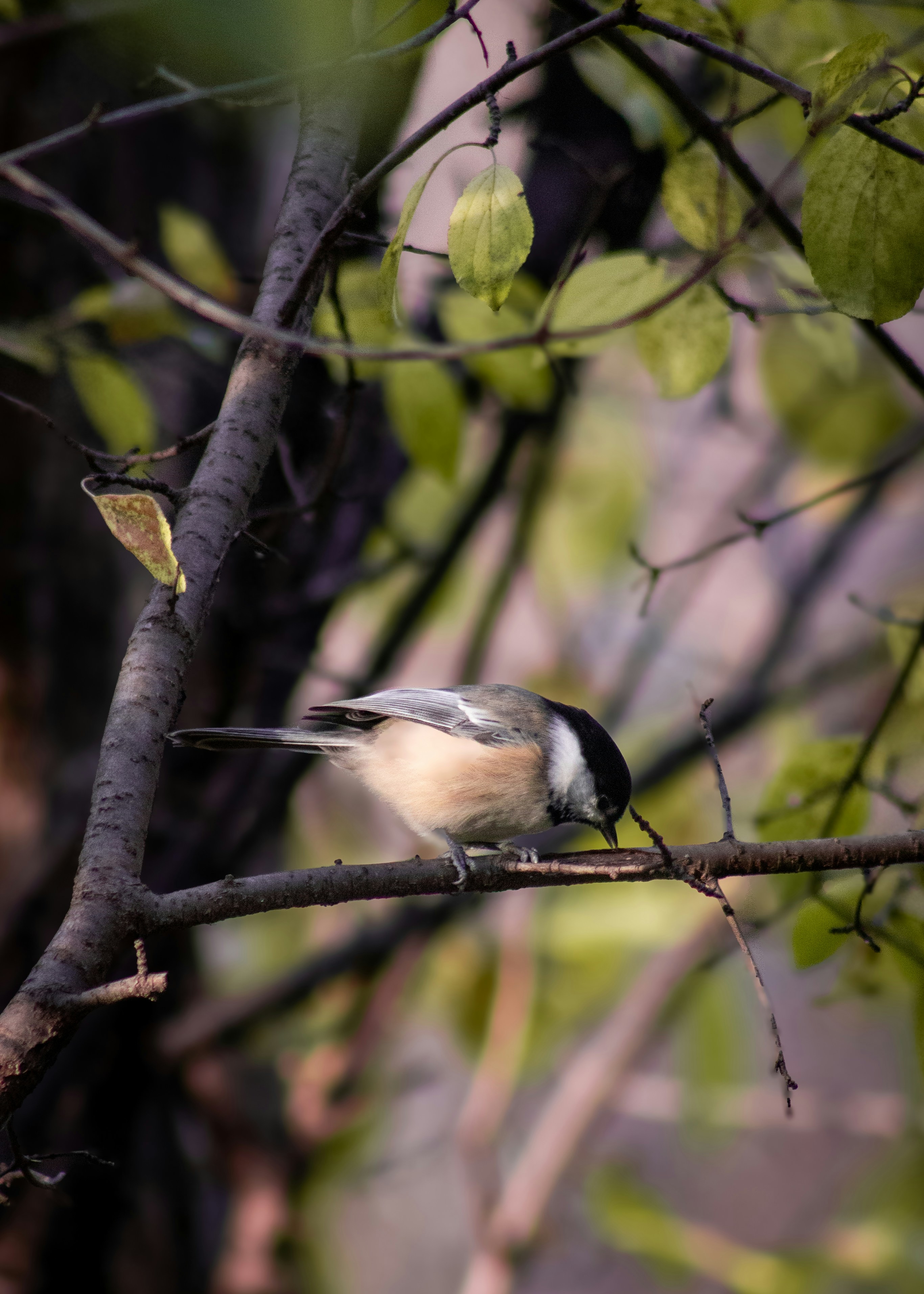 Photo by charlysey278