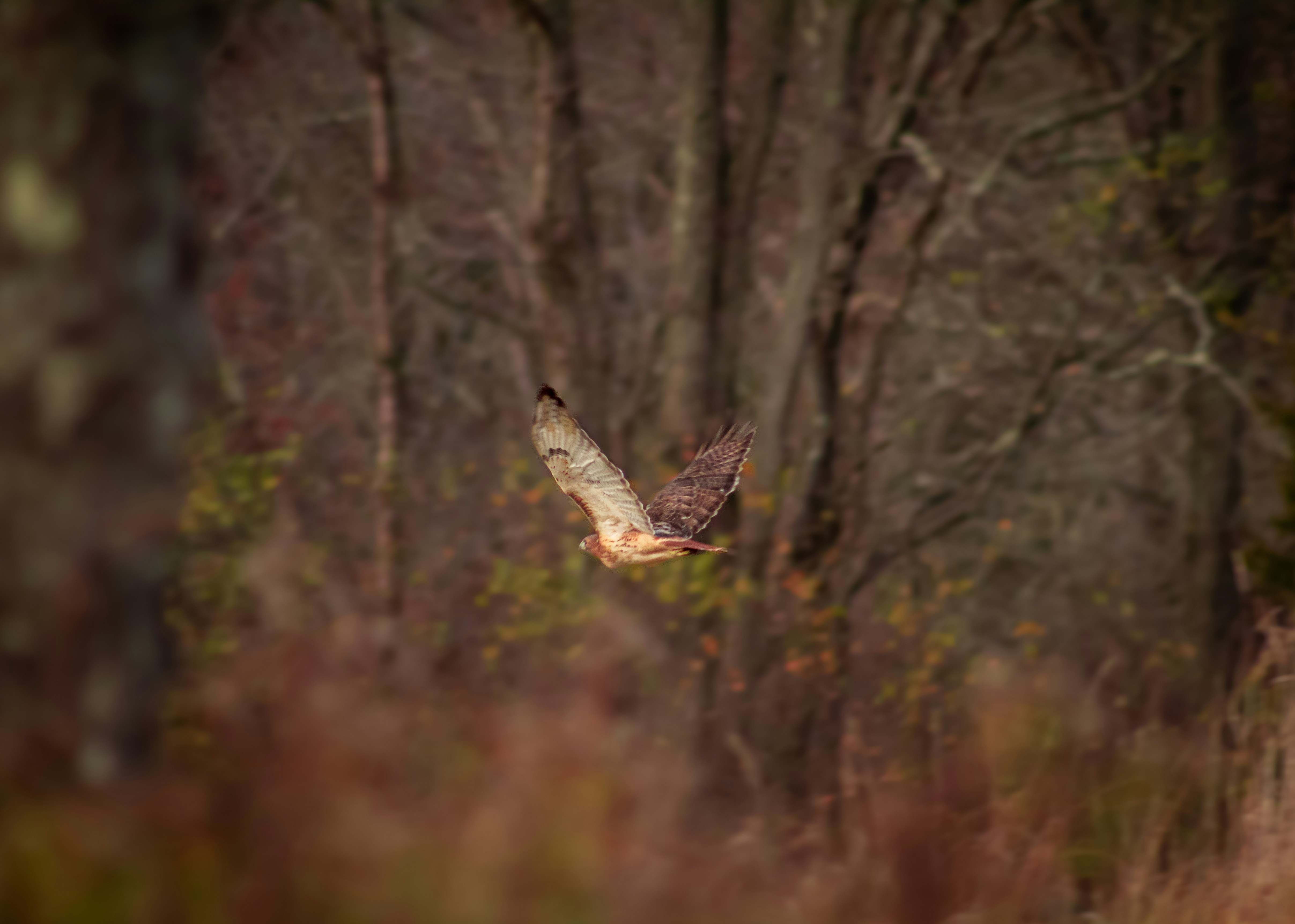 A bird flying over a forest filled with trees