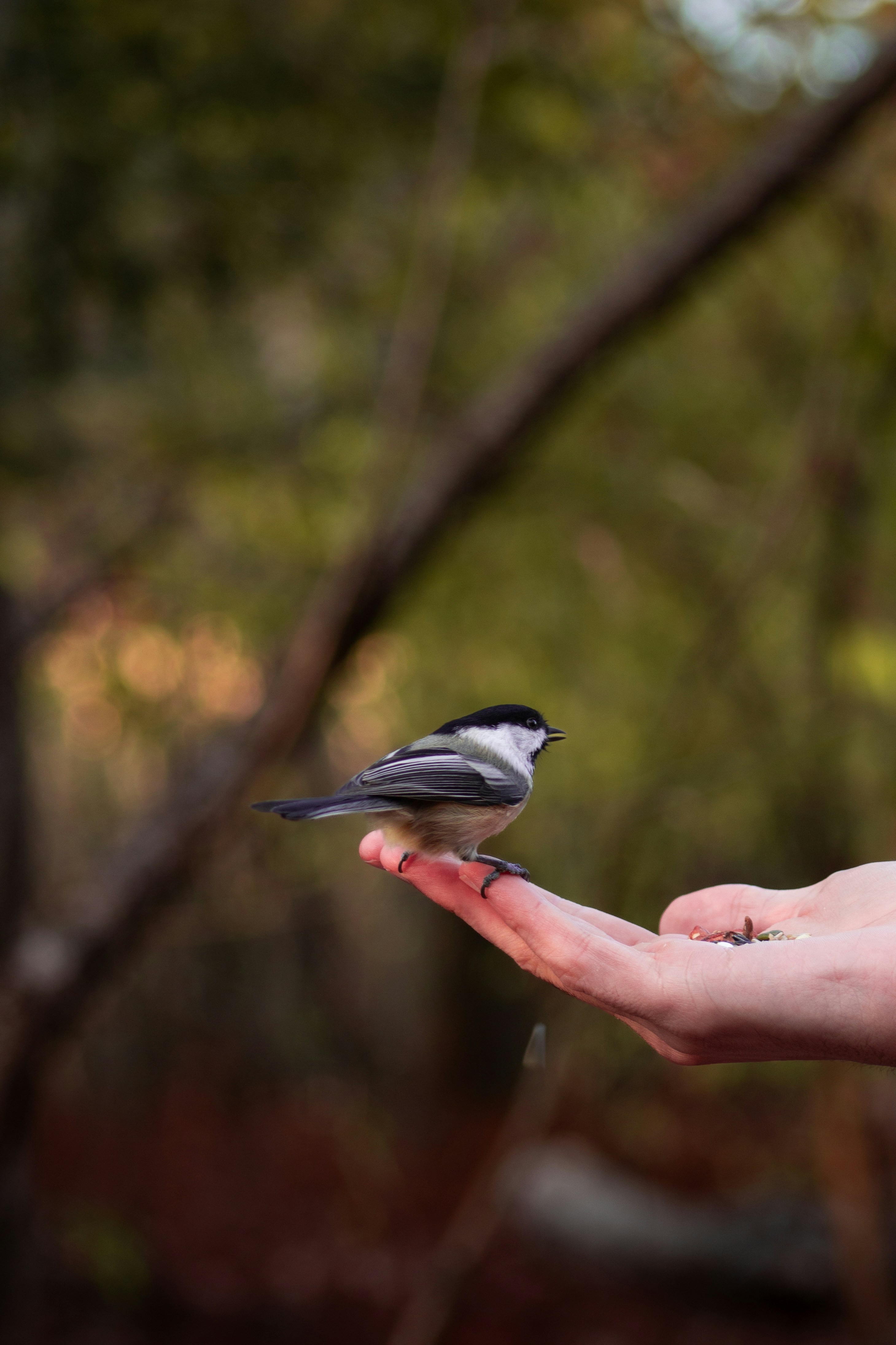 A person holding a small bird in their hand