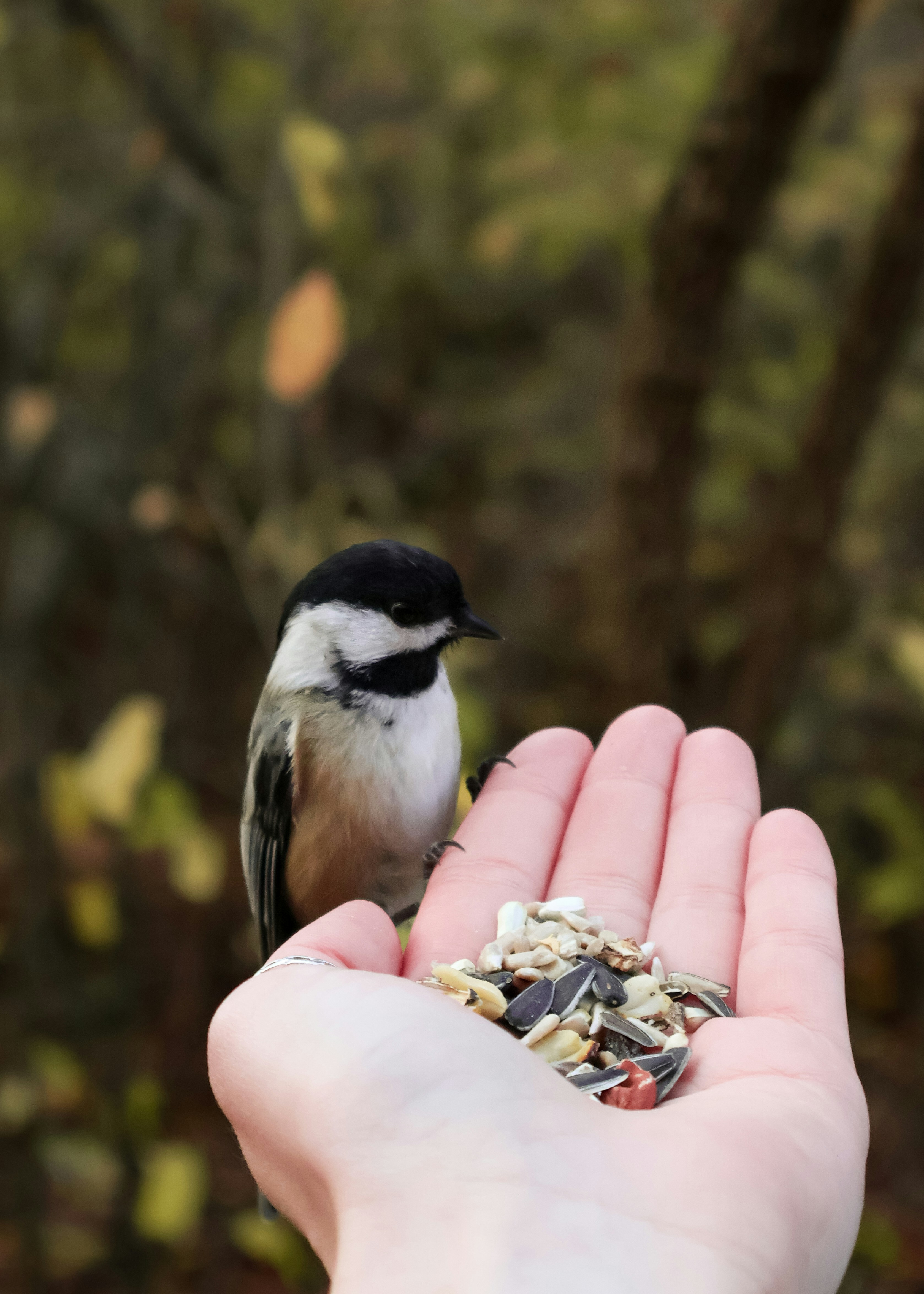 A person holding a bird in their hand