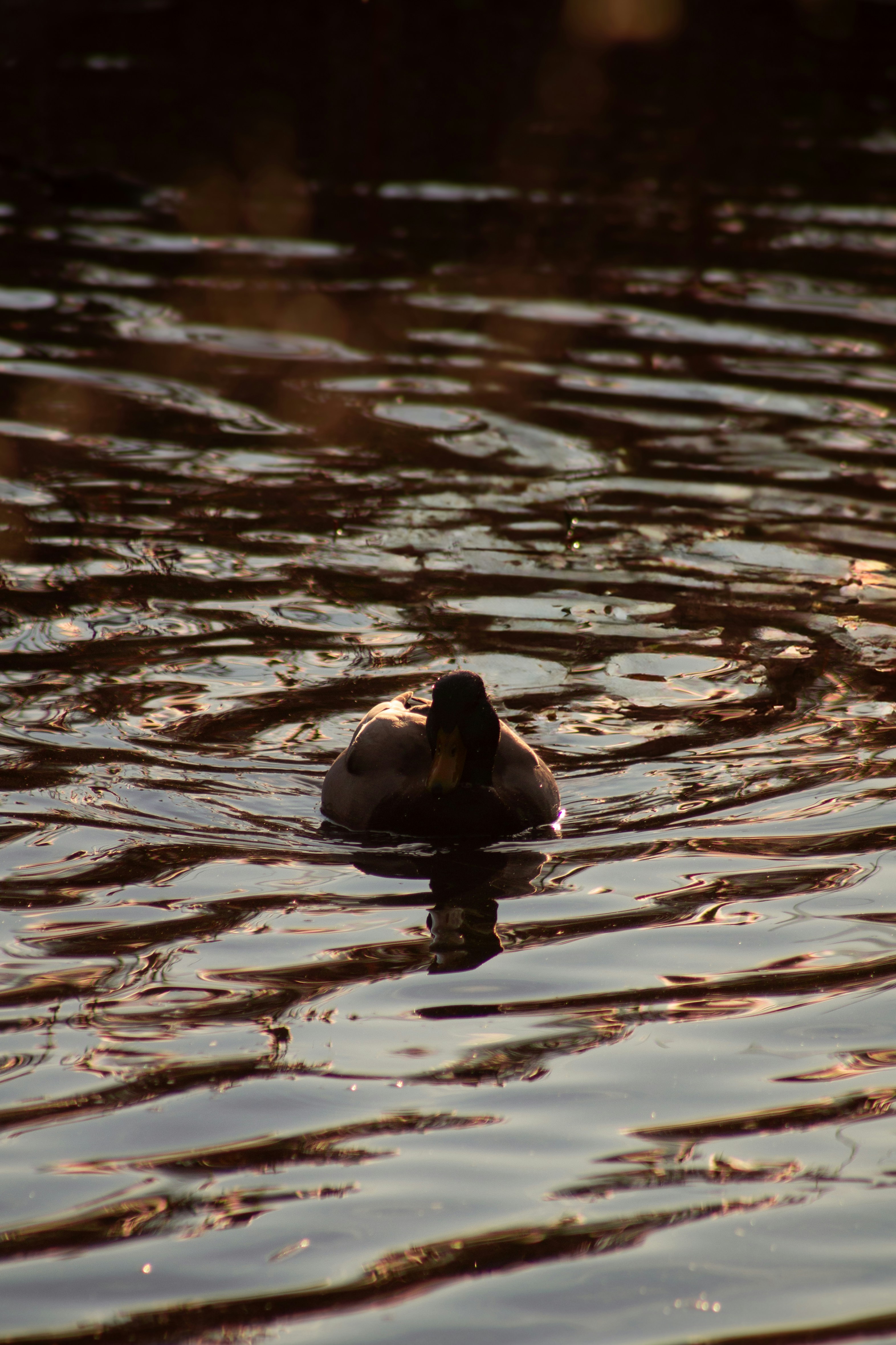 Photo by charlysey278