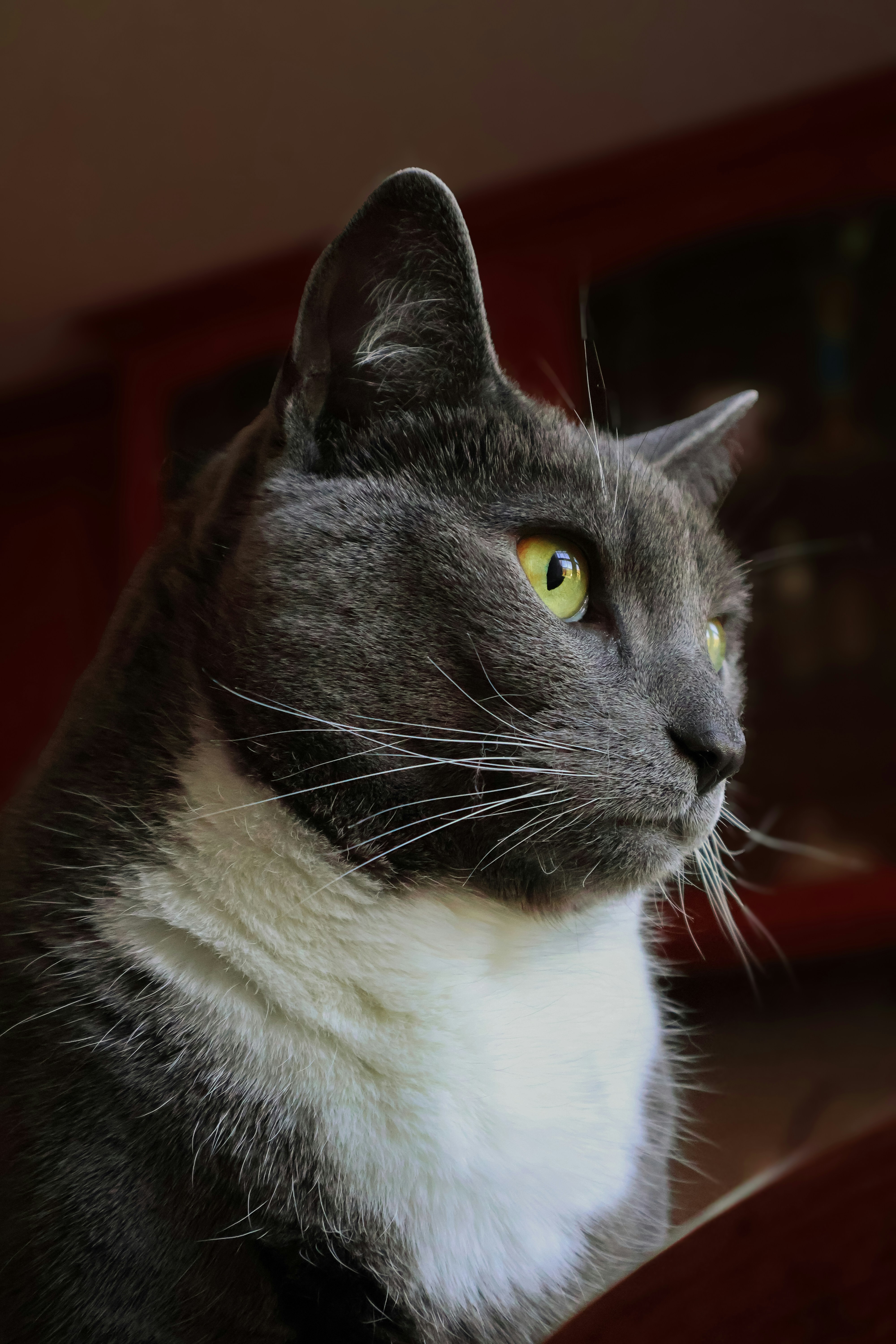 A gray and white cat sitting on top of a wooden table