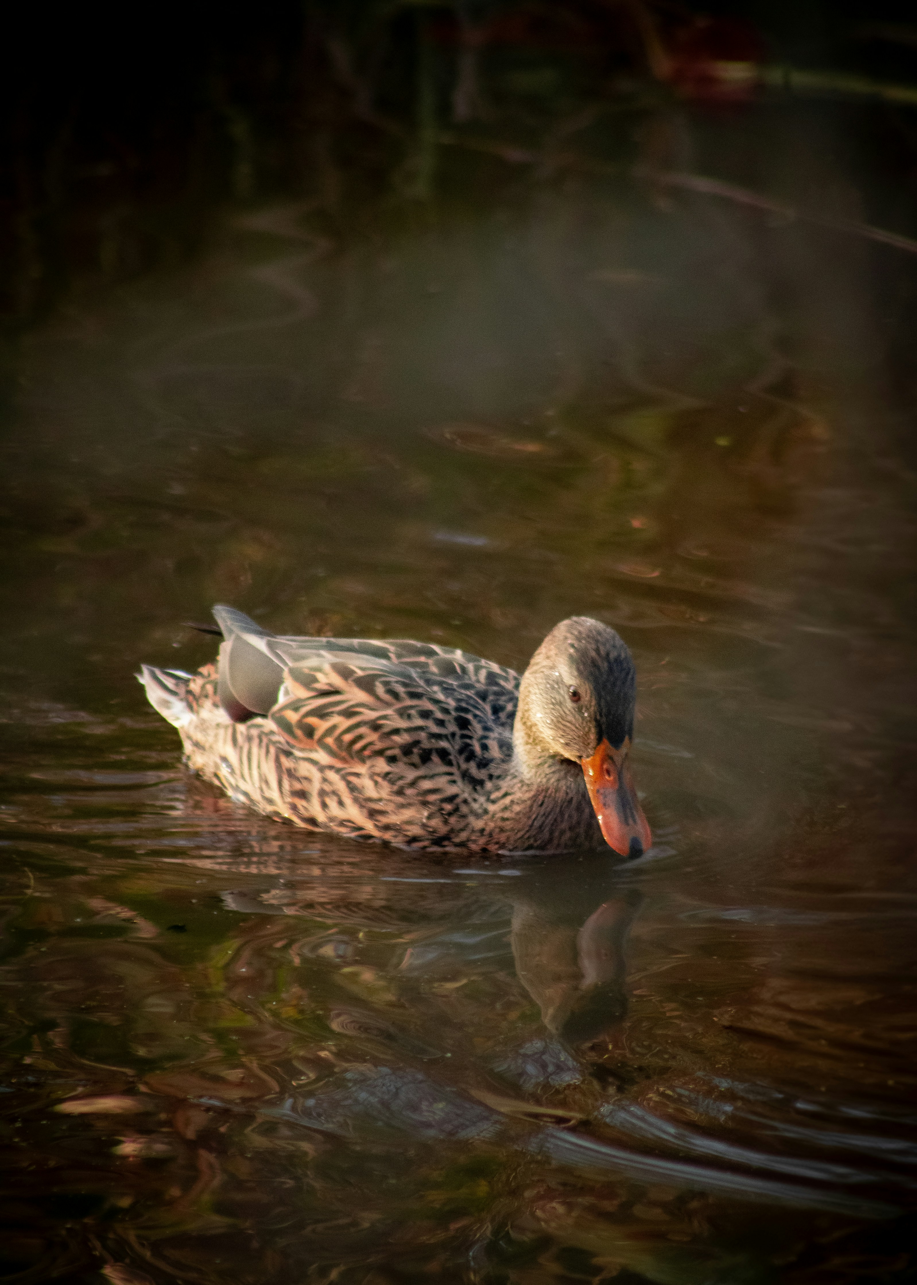 Photo by charlysey278