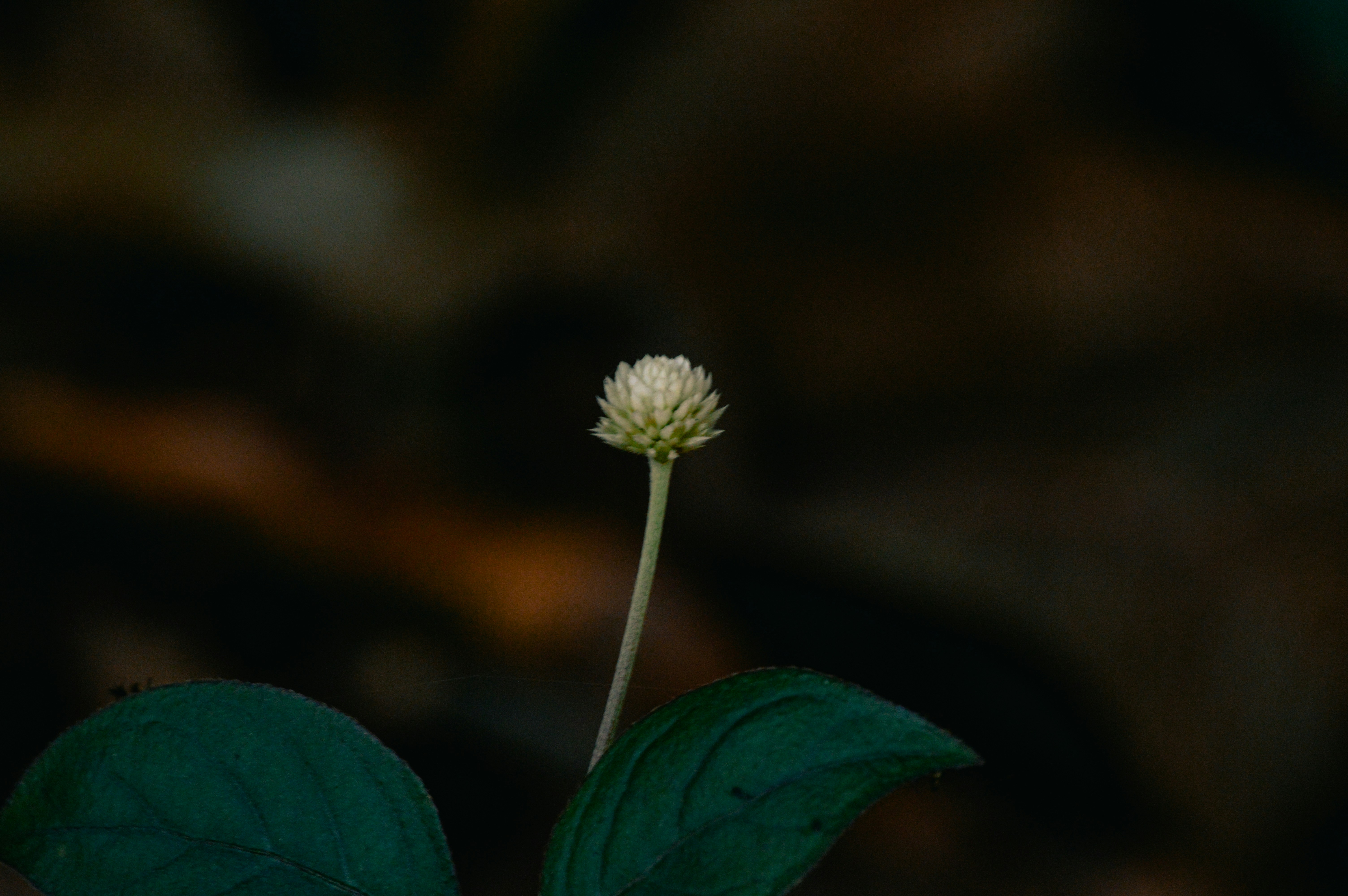 A small white flower sitting on top of a green leaf