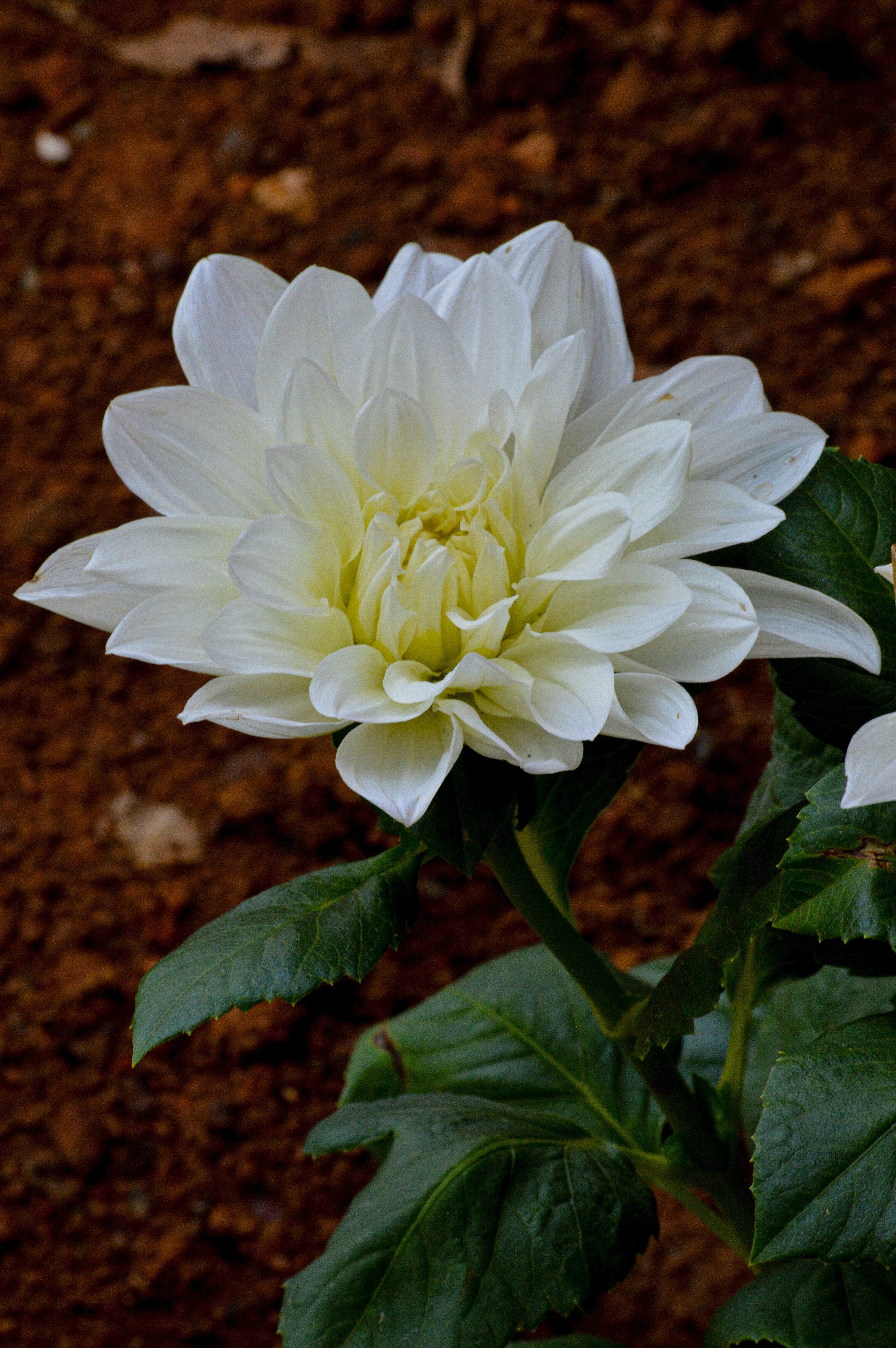 Photo by jithinvijayamohanan