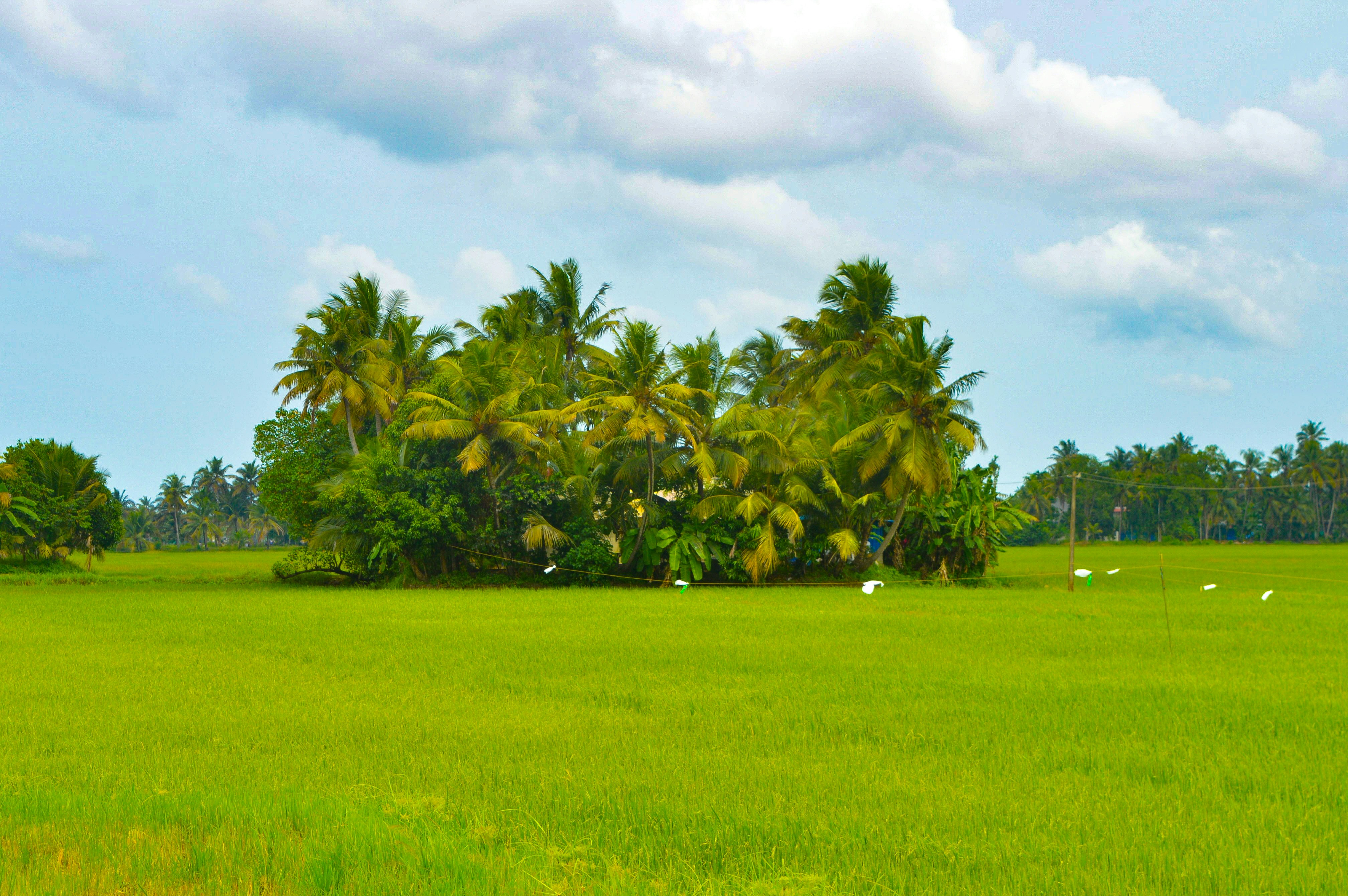 Photo by jithinvijayamohanan