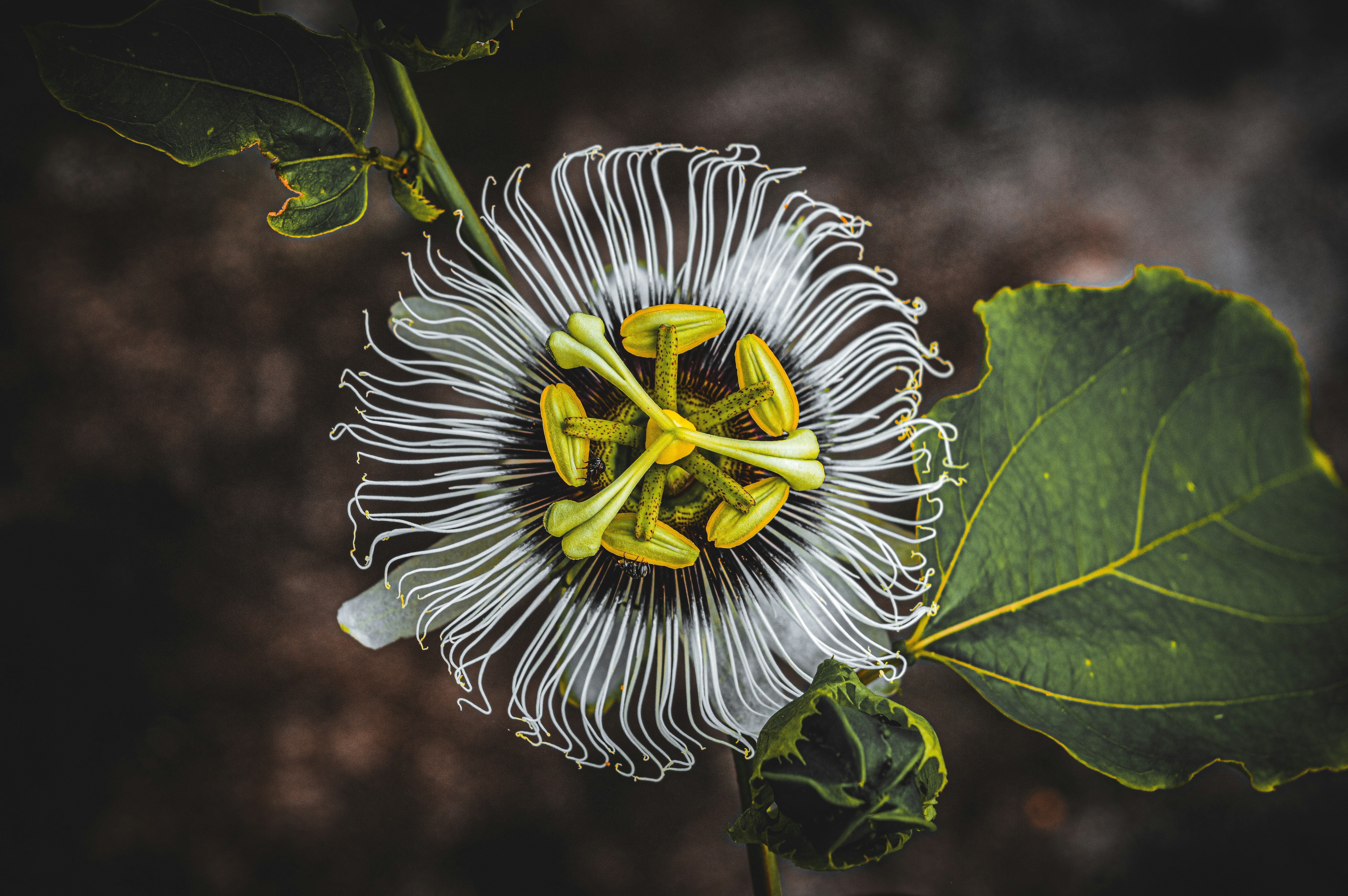 A close up of a flower on a tree