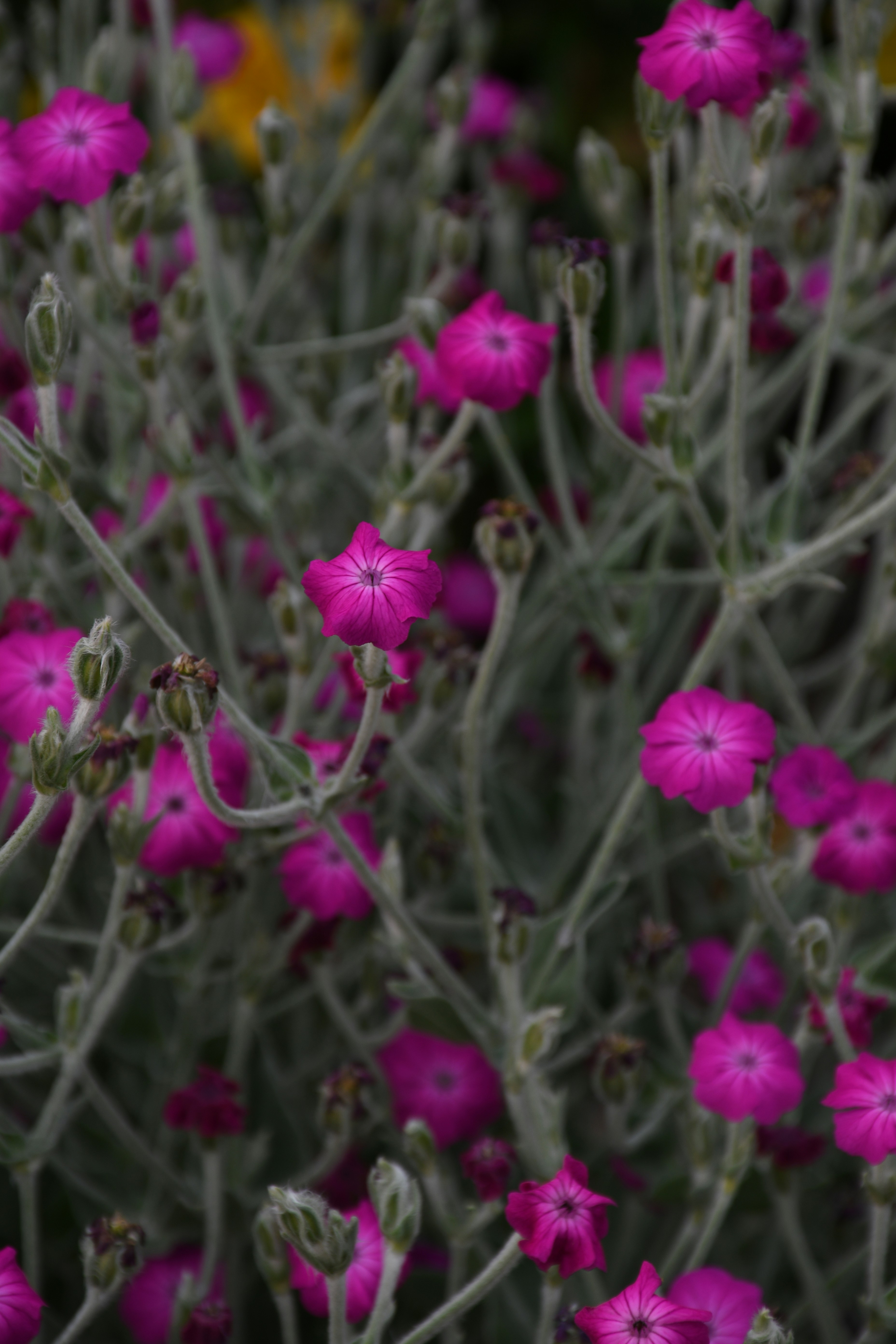 Un primo piano di un mazzo di fiori rosa