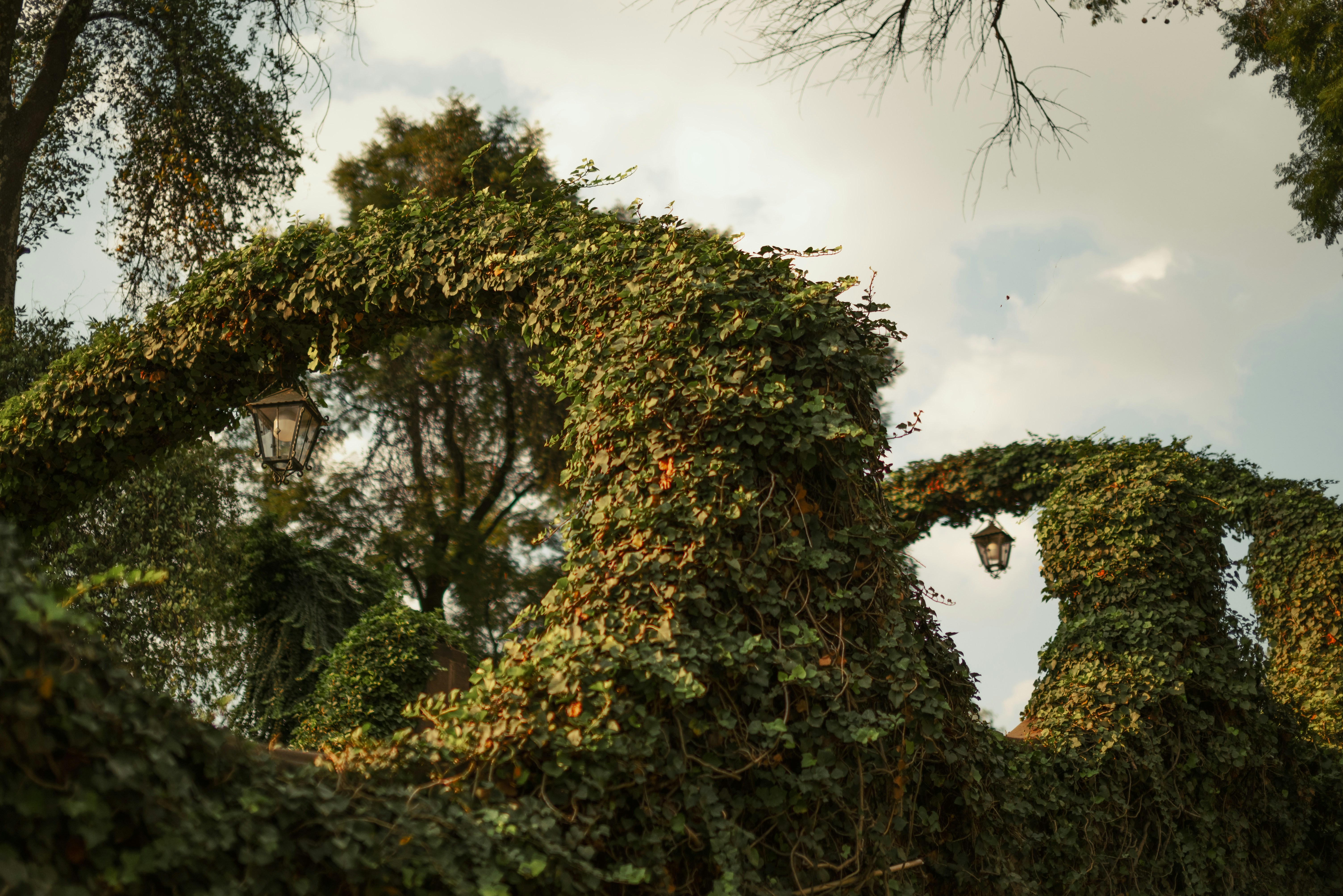 A group of trees that are next to each other