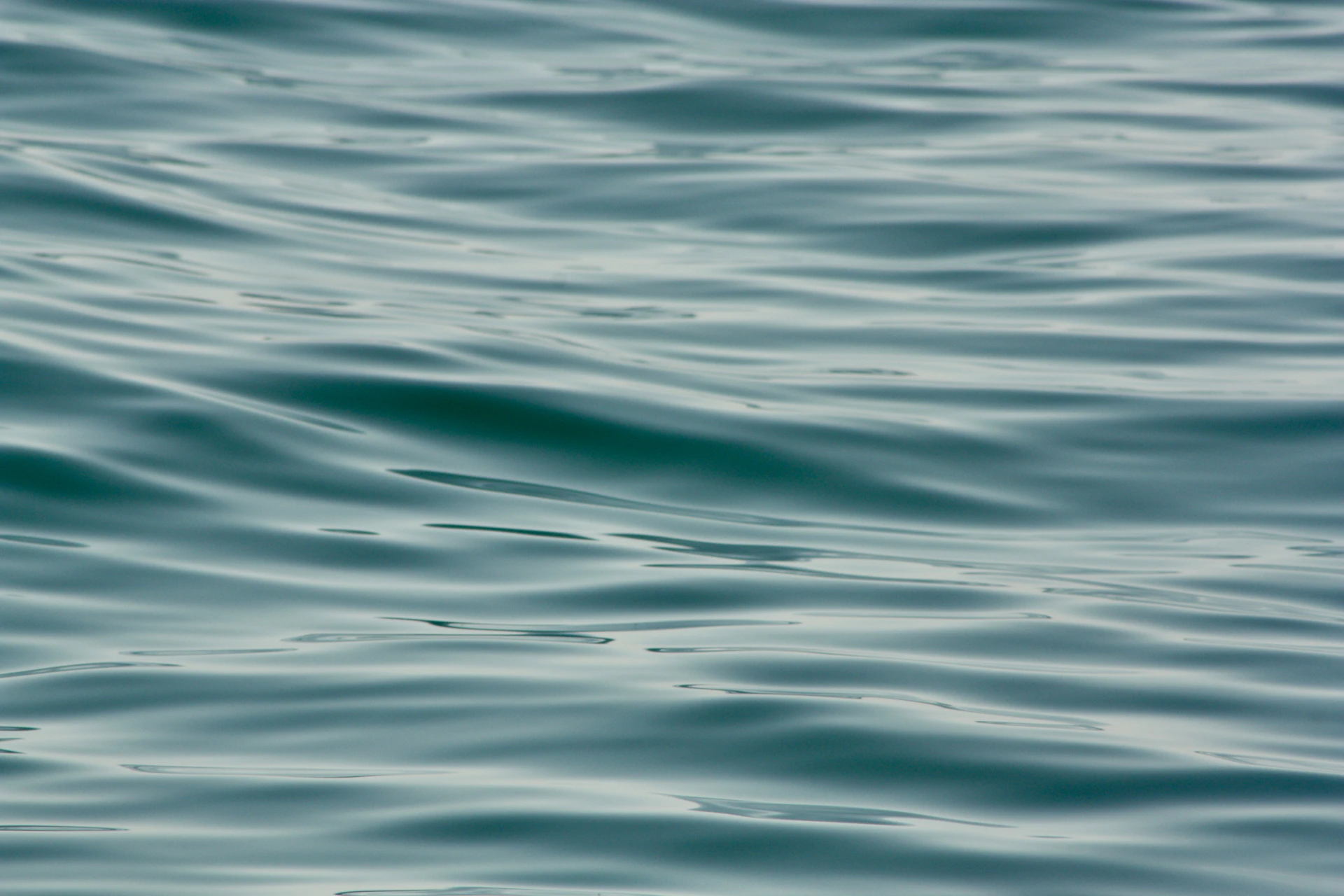 A bird floating on top of a body of water
