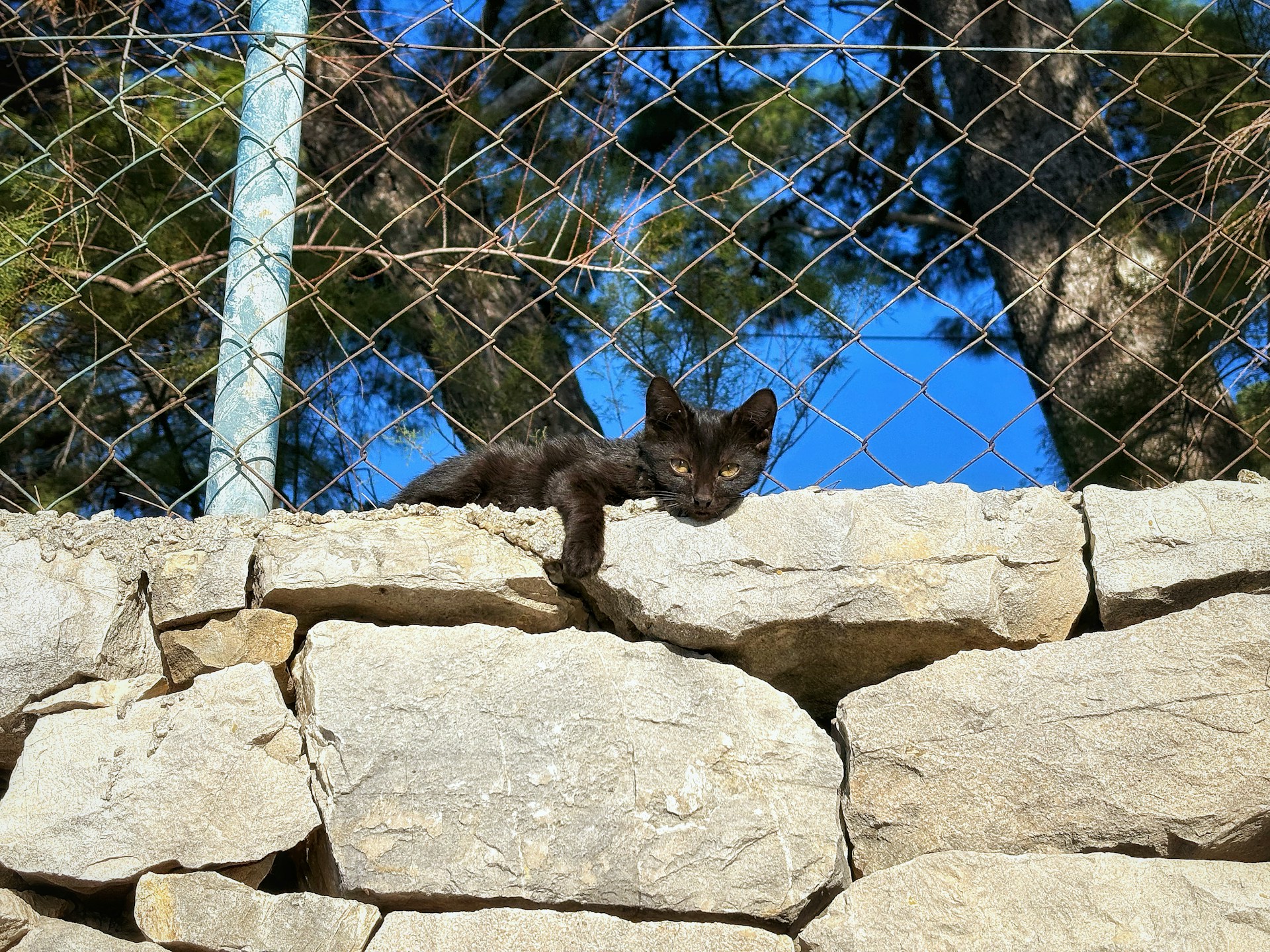 A black cat standing on top of a pile of rocks