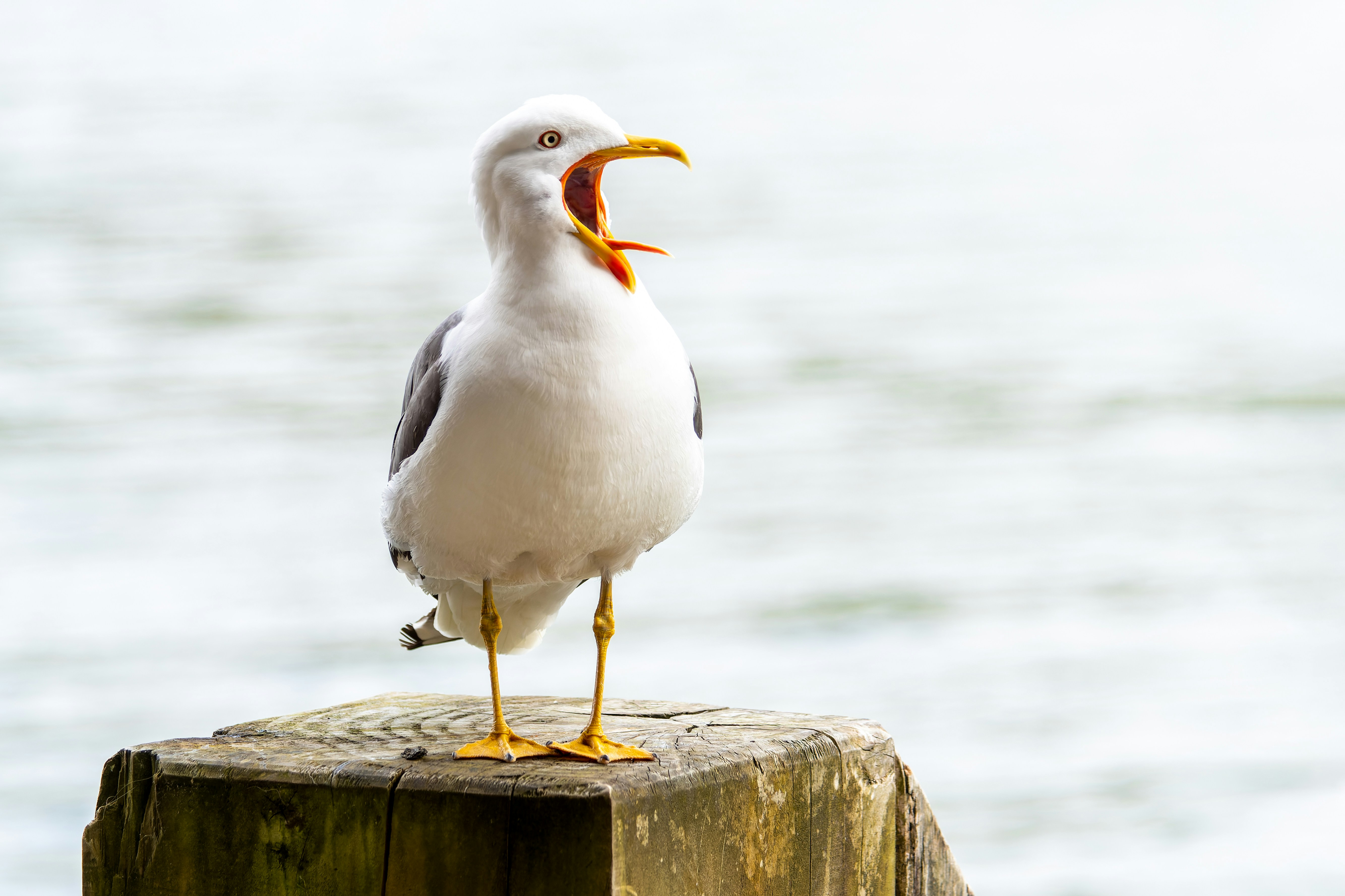 Photo by colombe_photographie