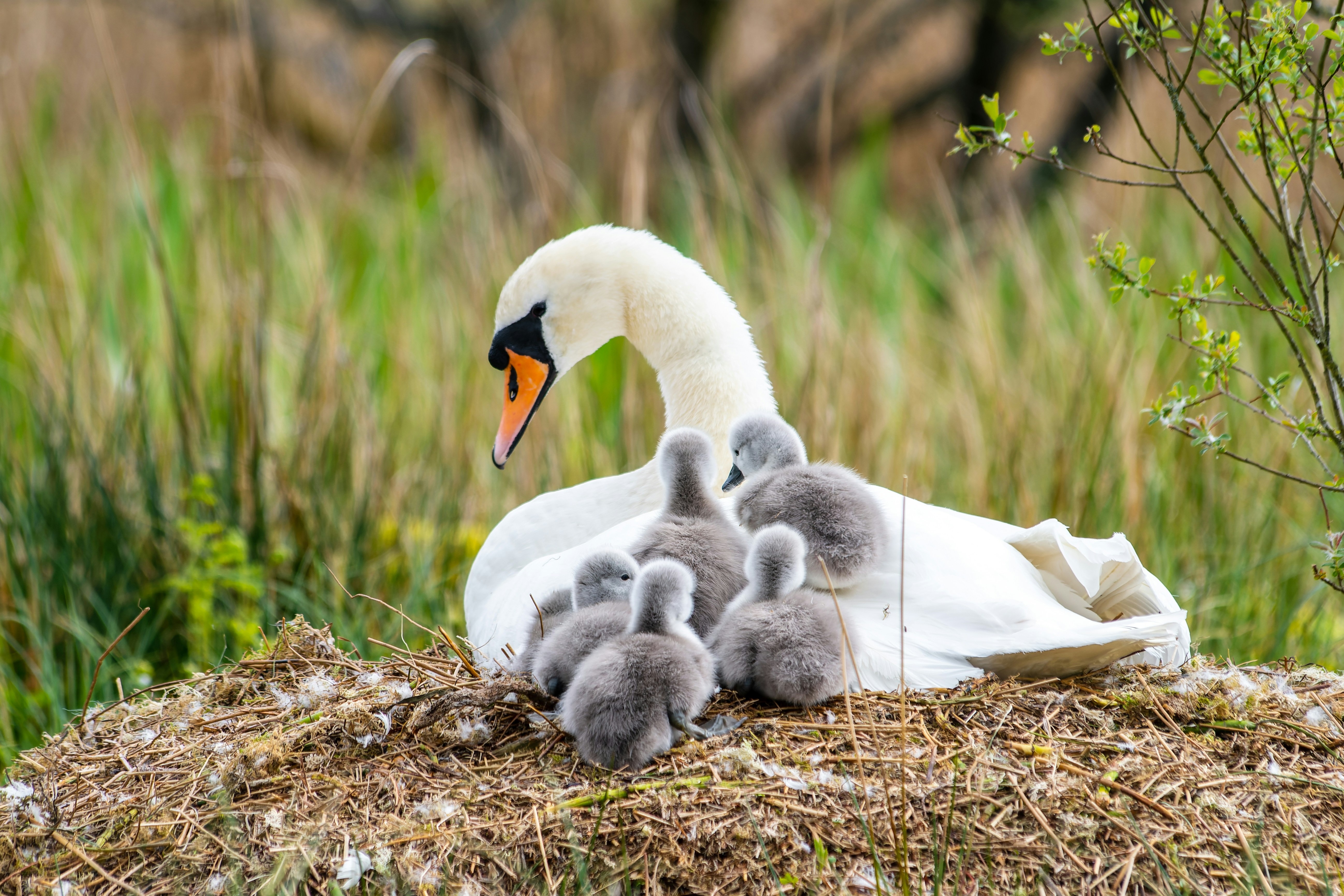 A mother swan with her babies on a pile of hay