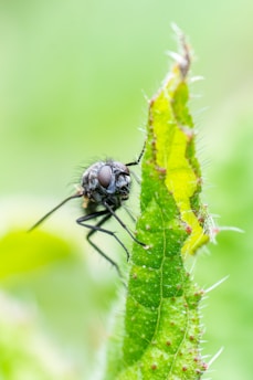 A fly sitting on top of a green leaf