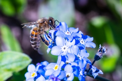 abeille et fleur bleue - engagement 
