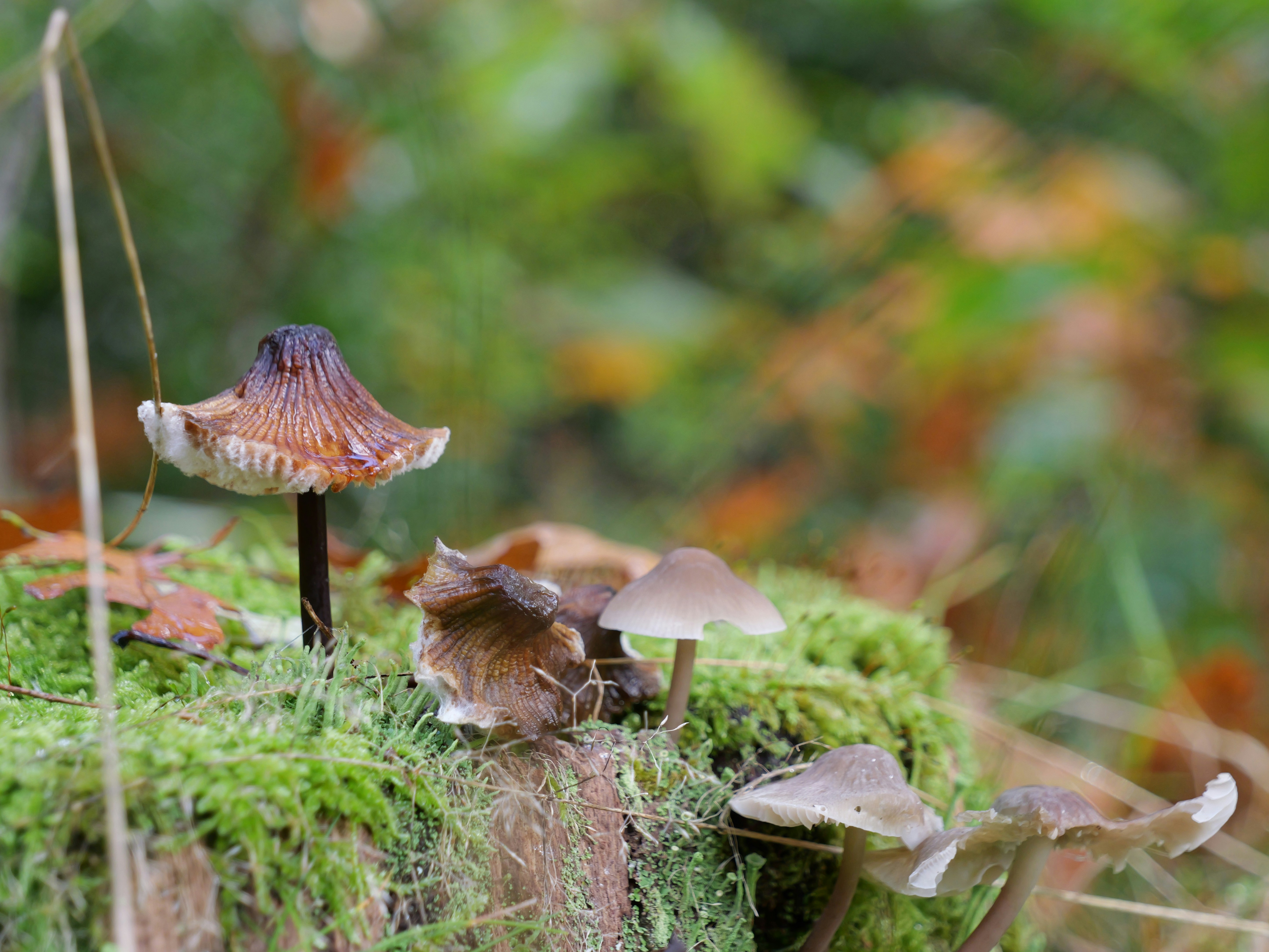 Un groupe de champignons assis sur une bûche recouverte de mousse