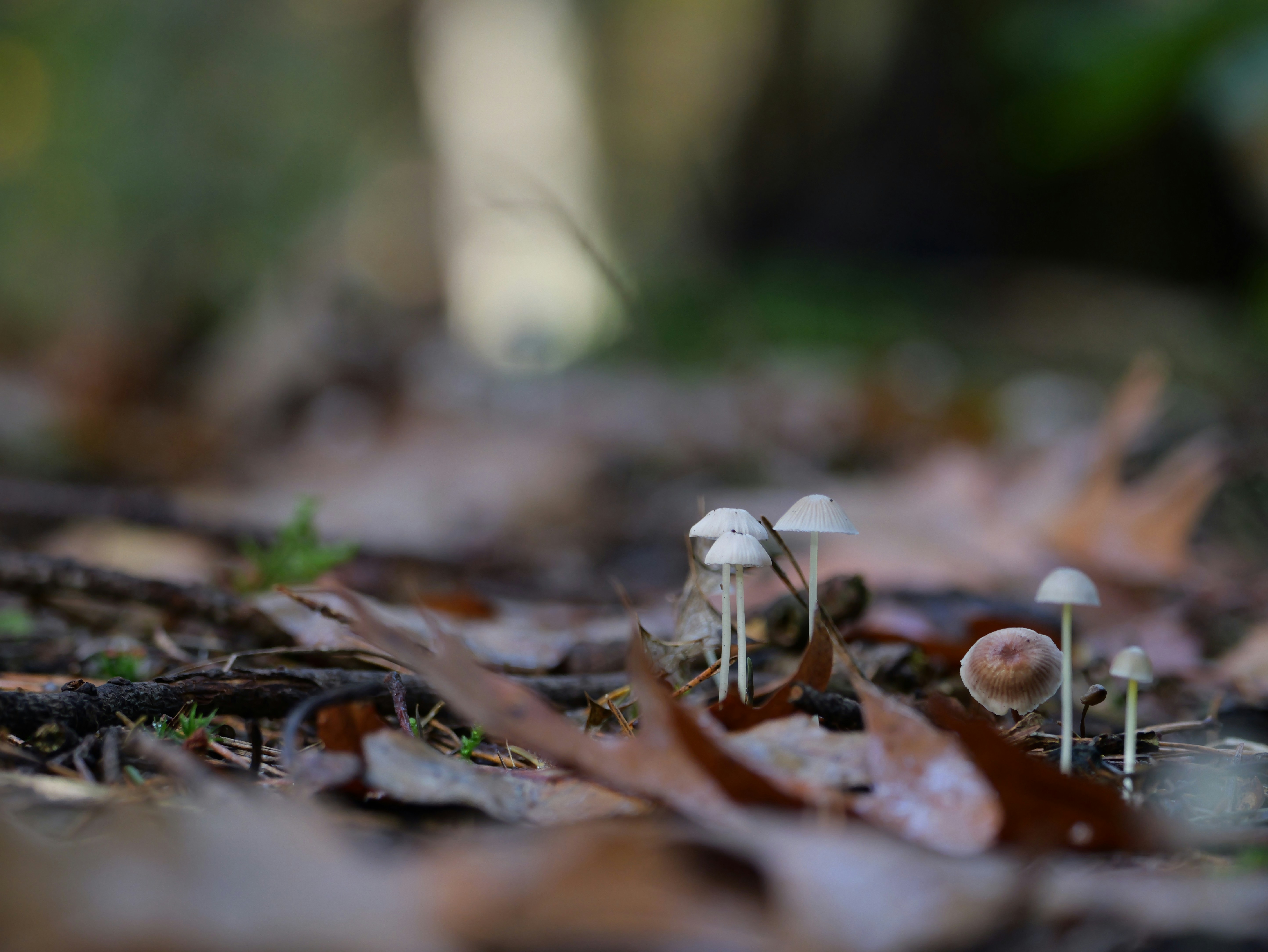 Un groupe de champignons assis sur le sol d’une forêt