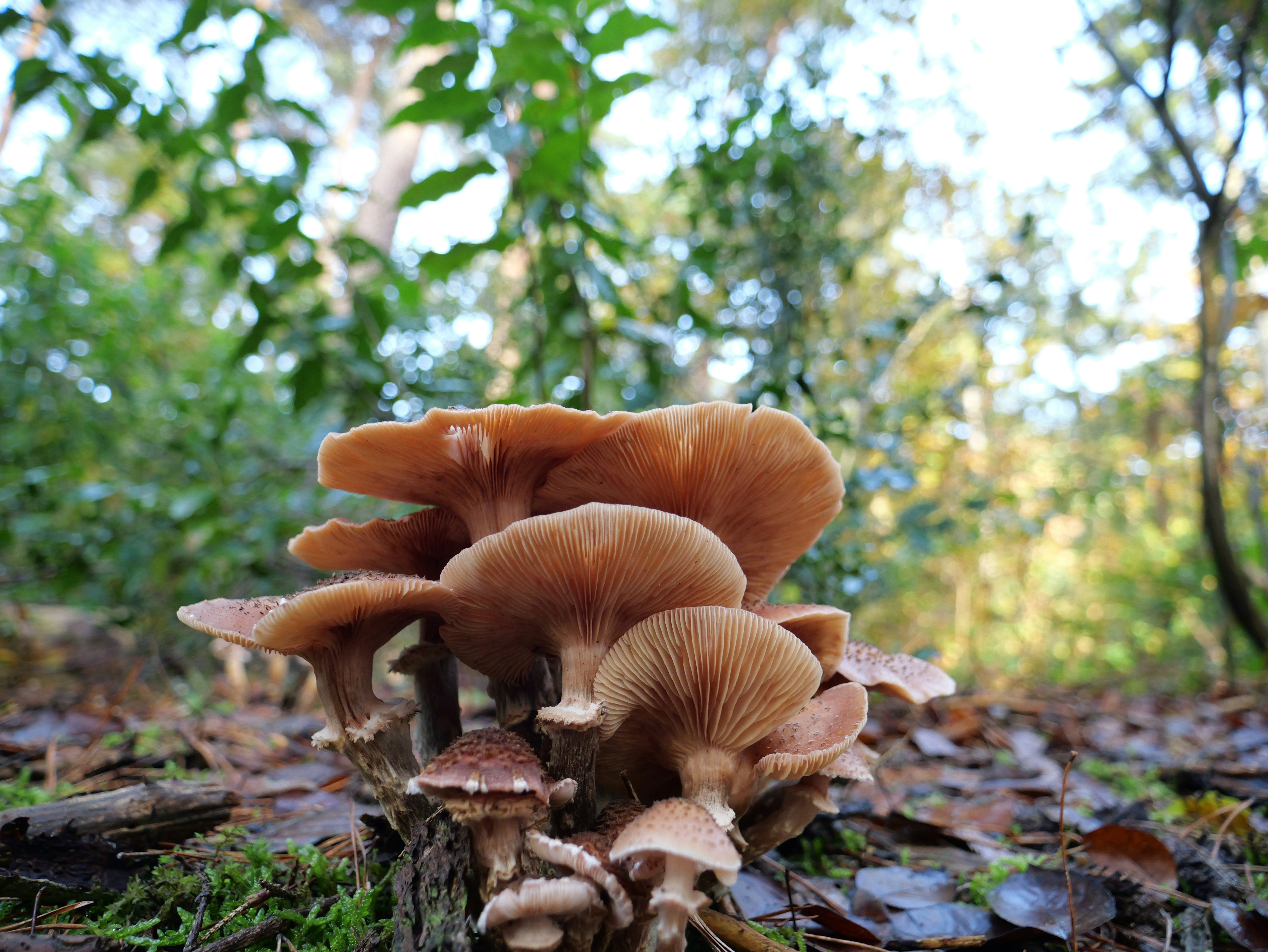 Un groupe de champignons assis sur le sol d’une forêt