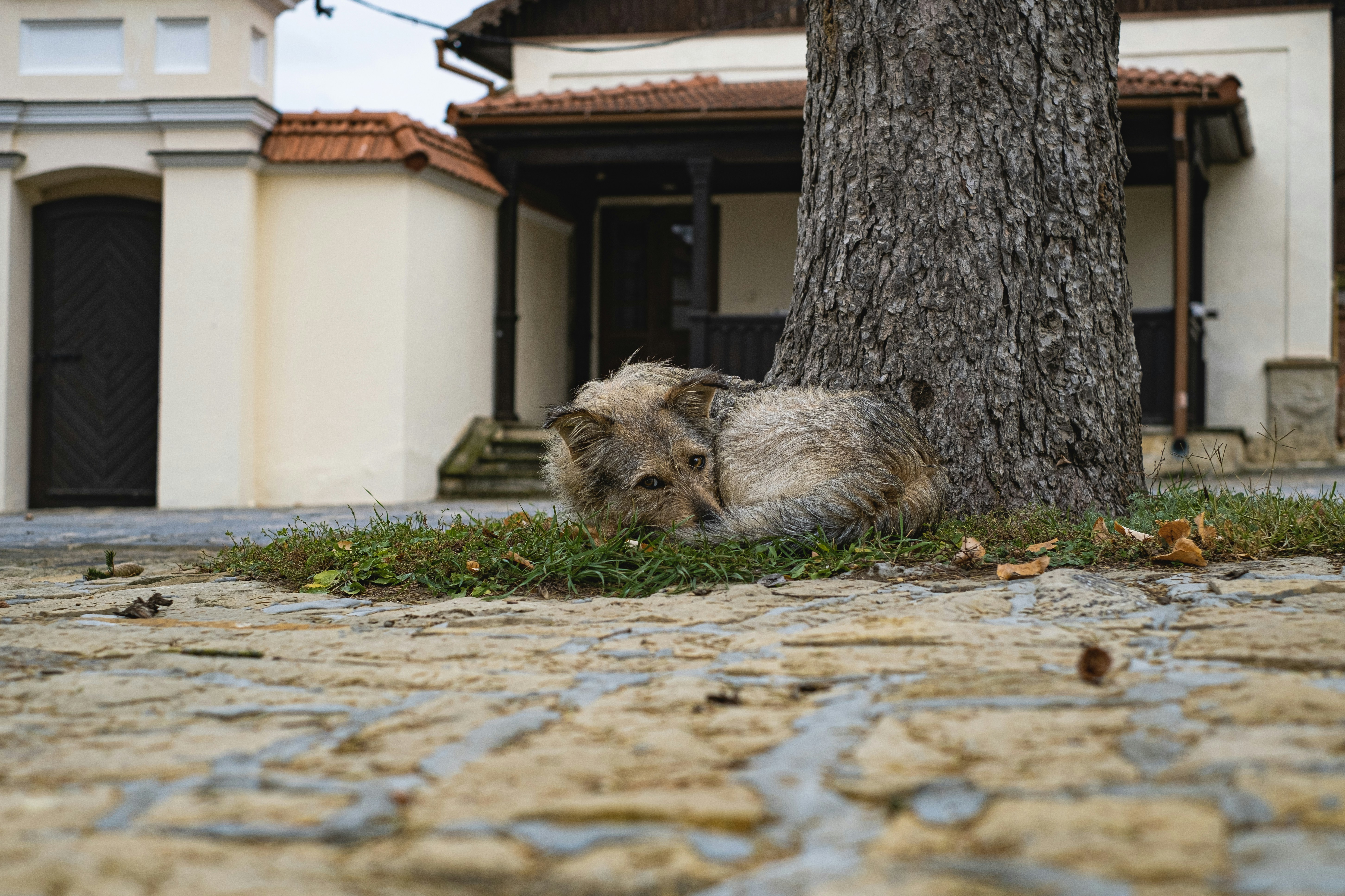 A dog laying under a tree in front of a house
