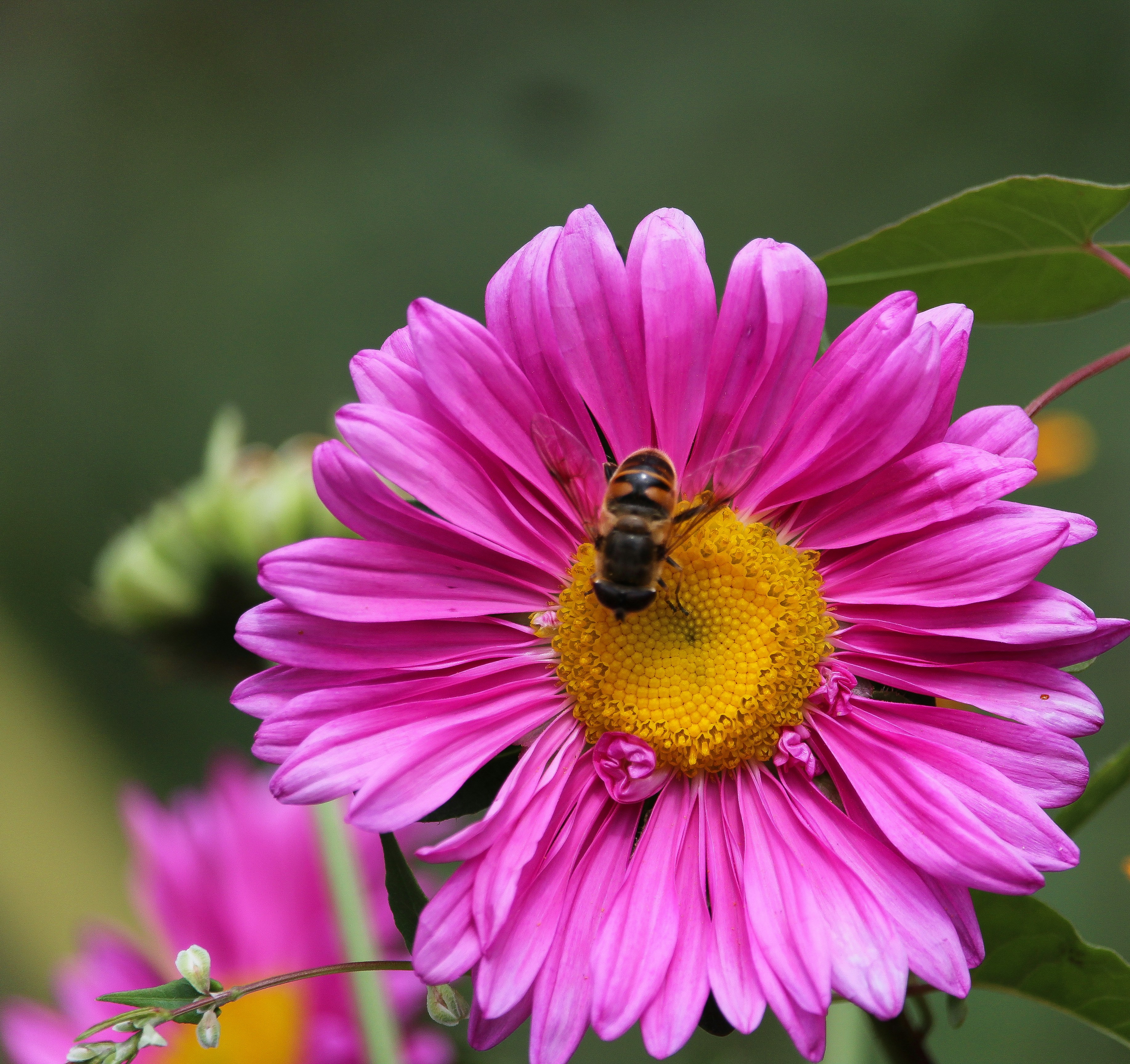 A bee is sitting on a pink flower