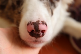 A close up of a dog's nose and nose