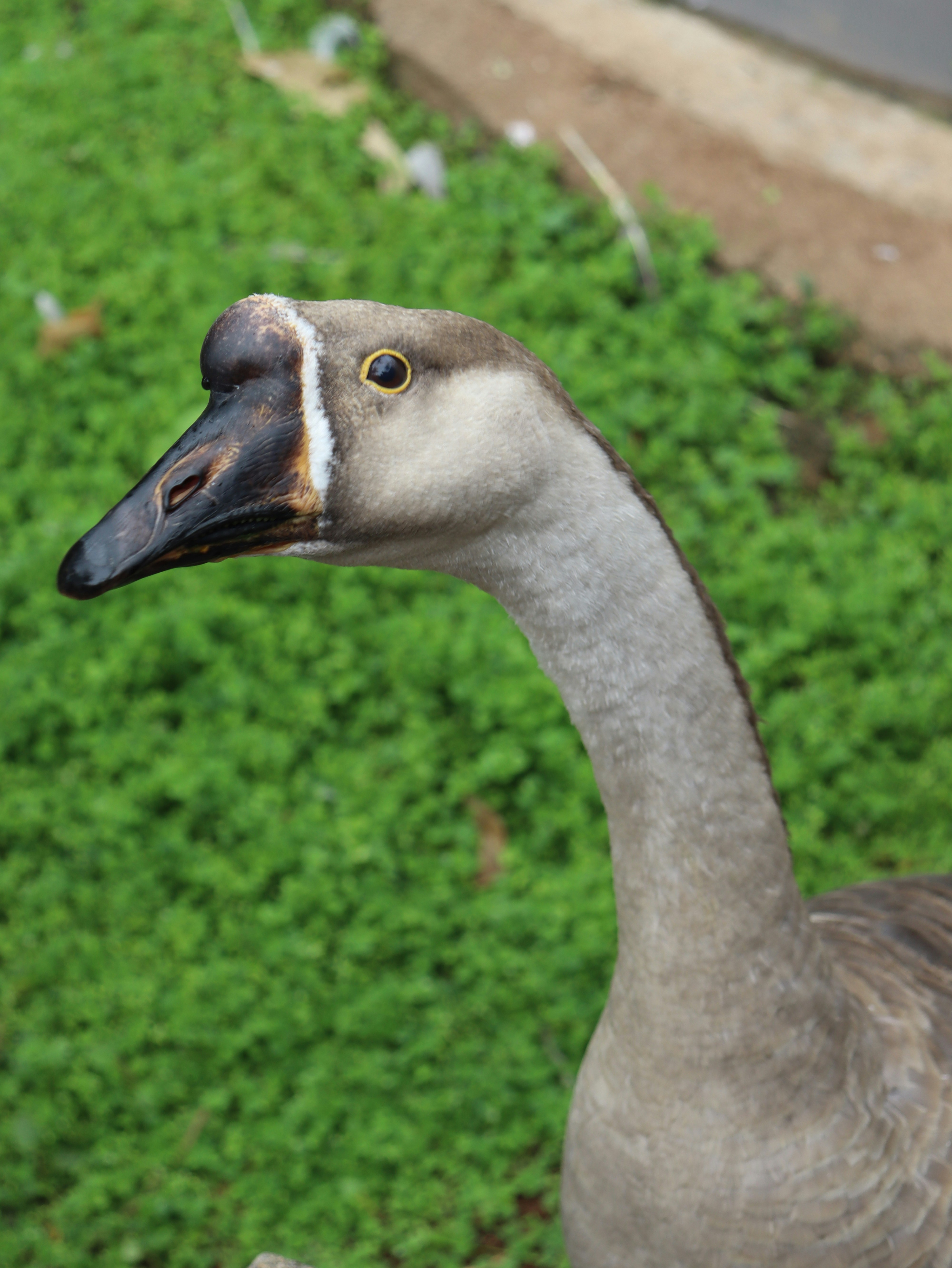 Photo by caio_delarolle