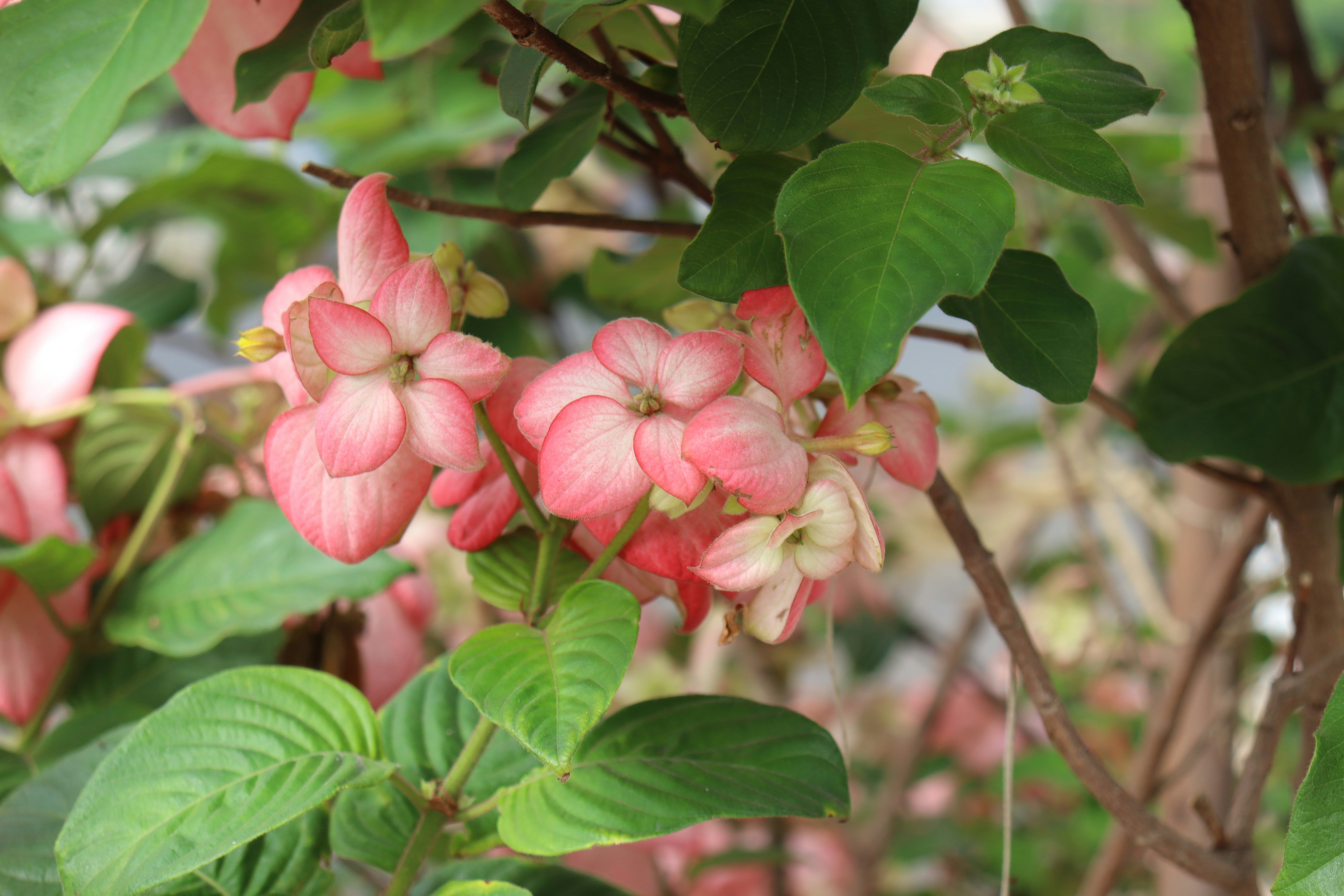 Photo by caio_delarolle