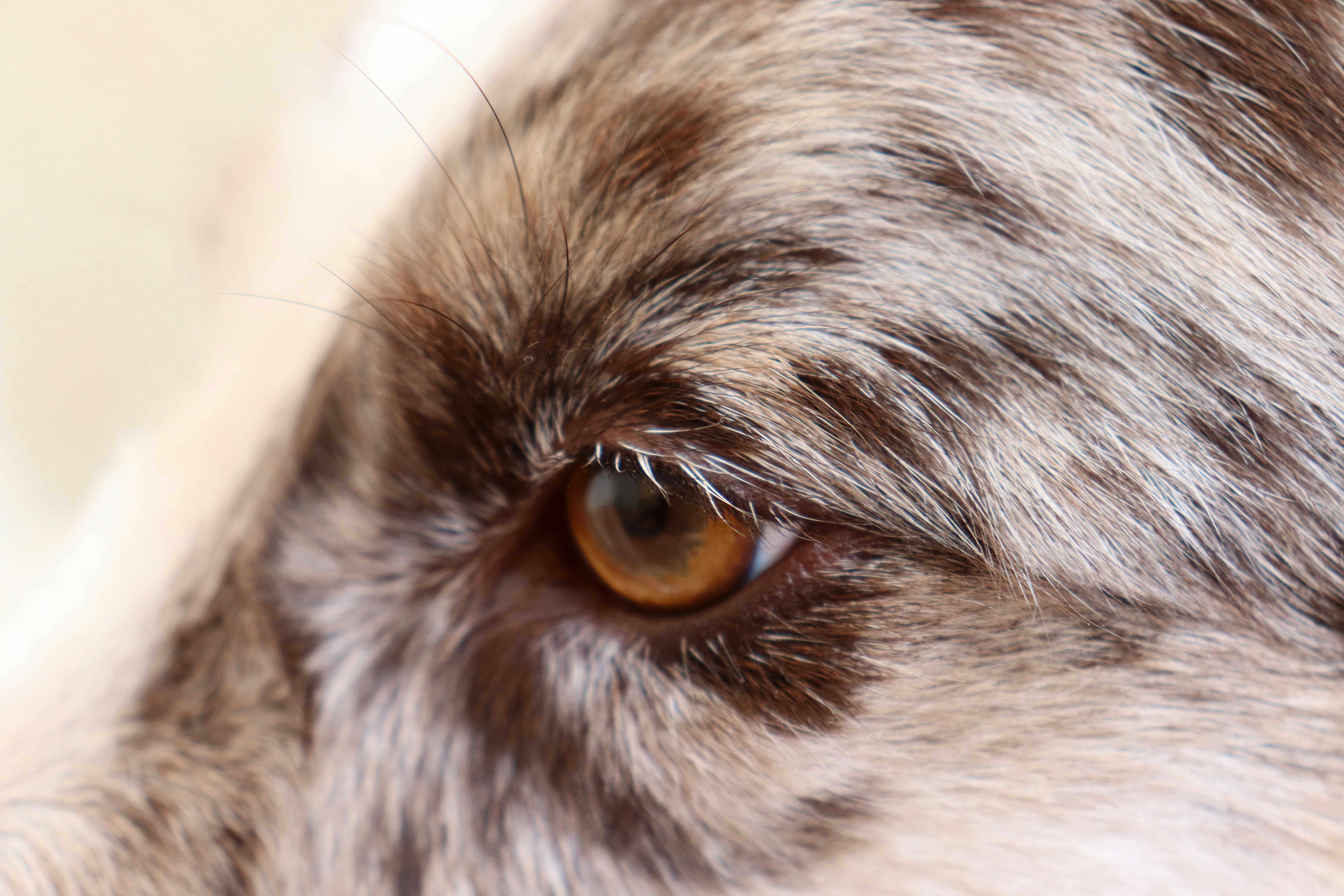 Photo by caio_delarolle