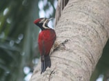 A red and black bird sitting on a tree branch