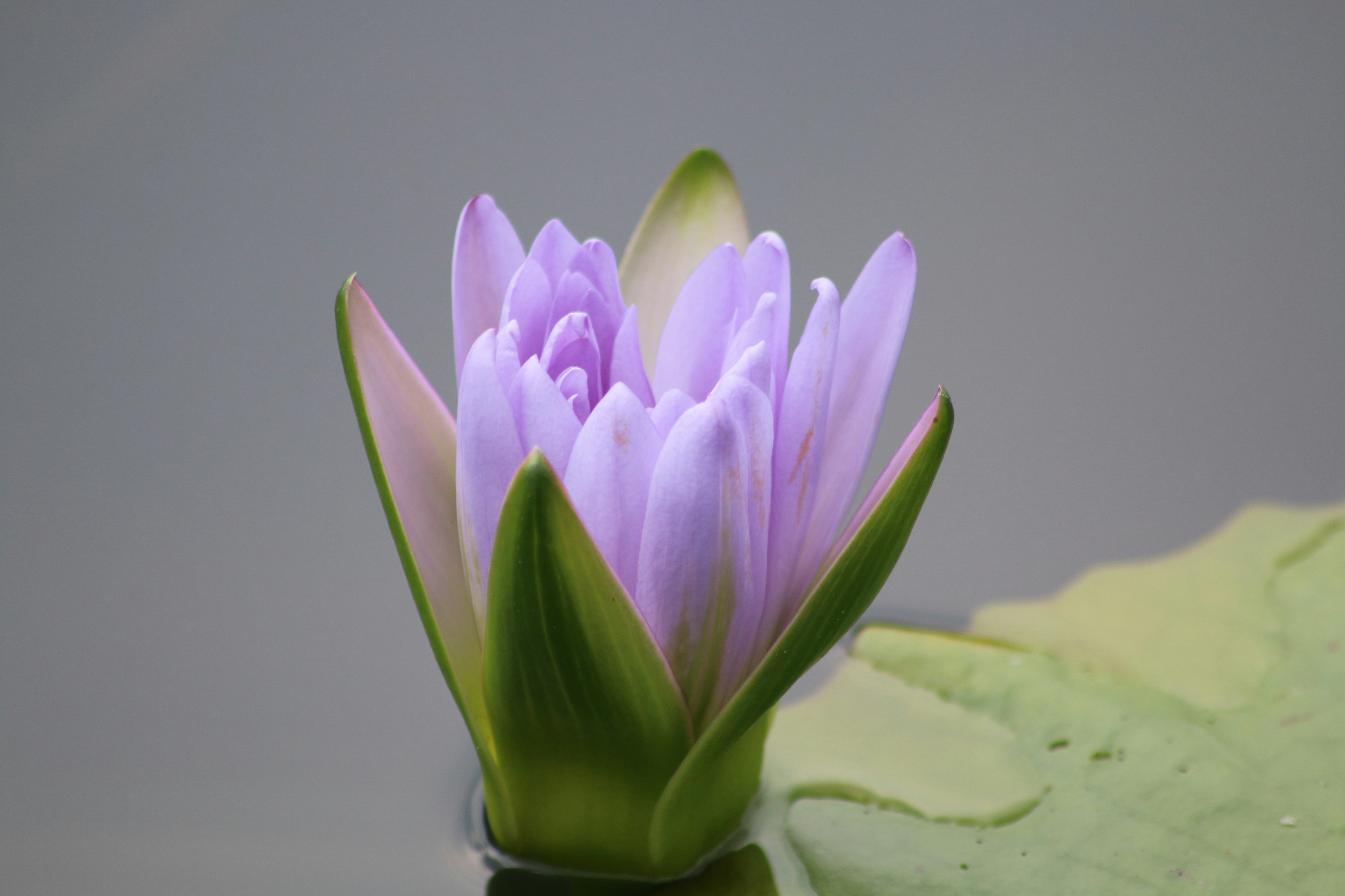 A purple flower sitting on top of a green leaf