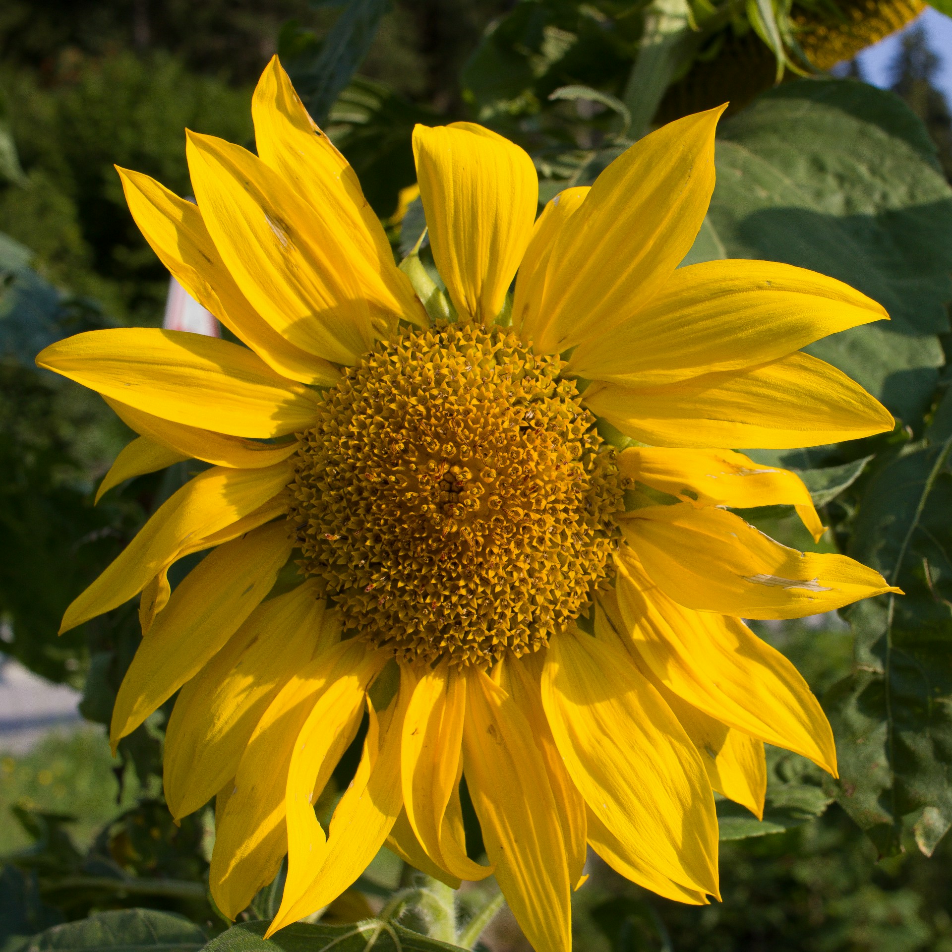 A large yellow sunflower in a field